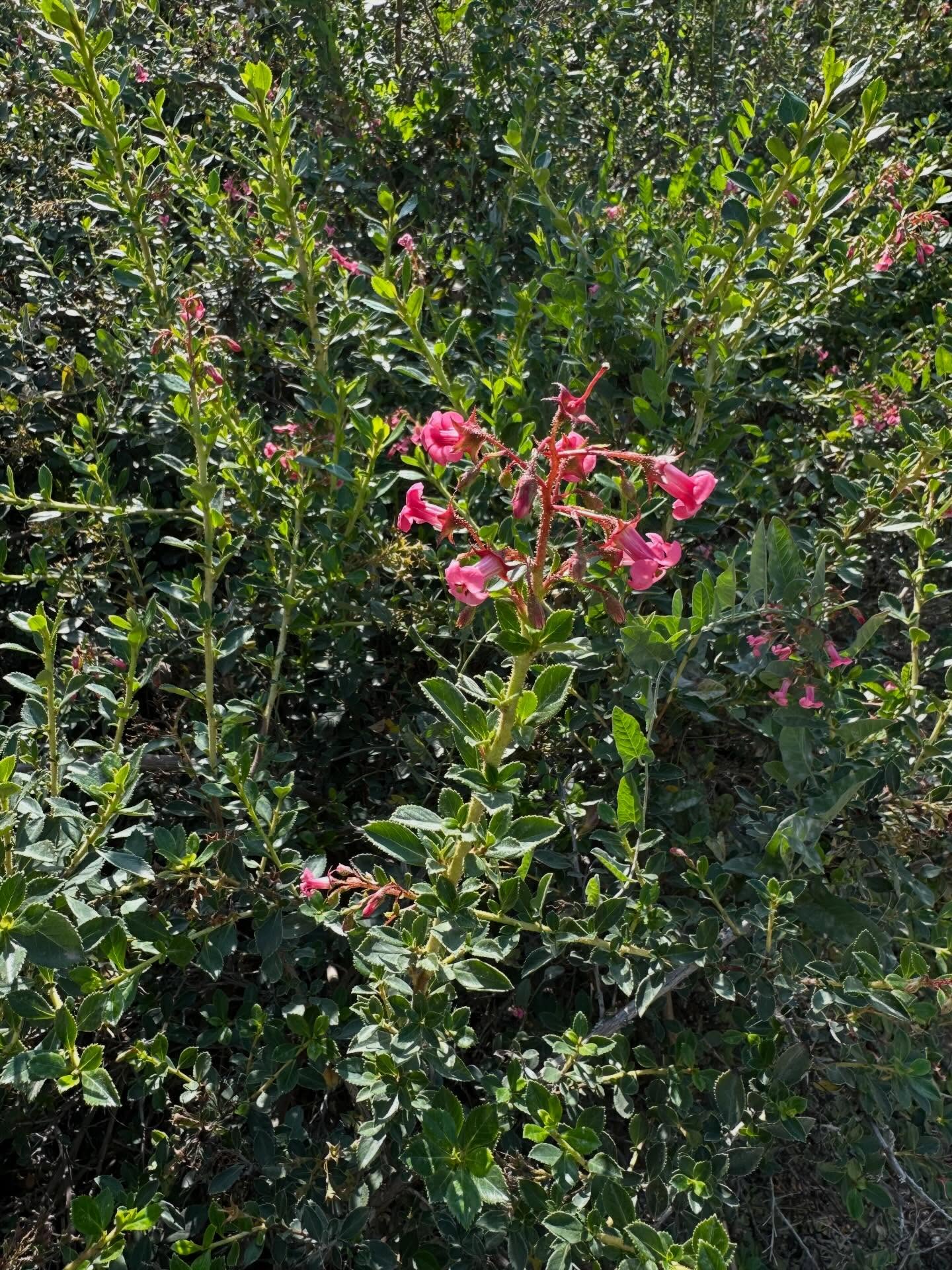 Escalonia rubra 🌺