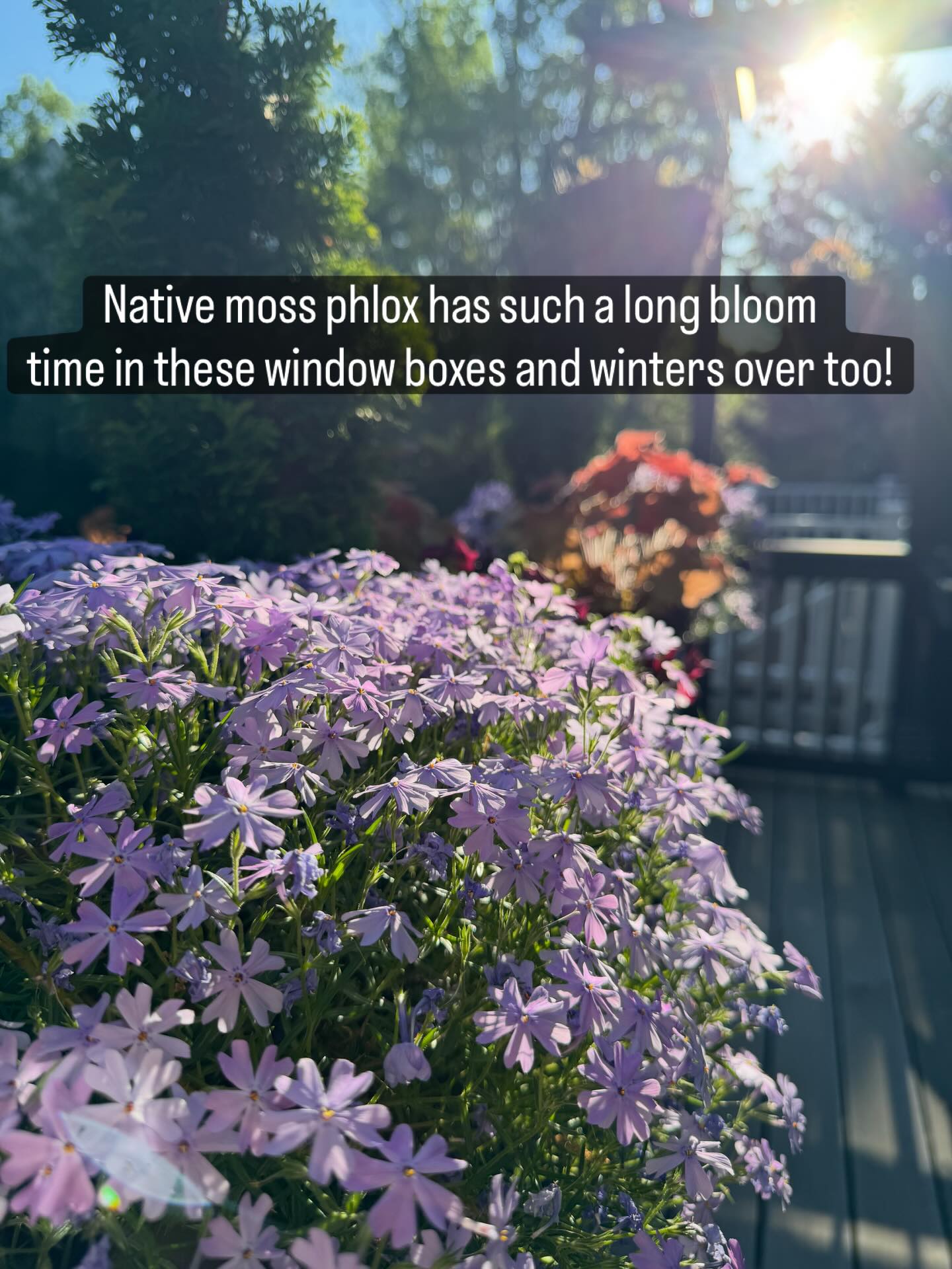 Window boxes with perennial natives - great in the container for two or three years and then you can replant in your garden! Love these for their staying power! Moss phlox (Phlox subulata) #gardening #gardeningforthechesapeake #nativeplants #windowboxes