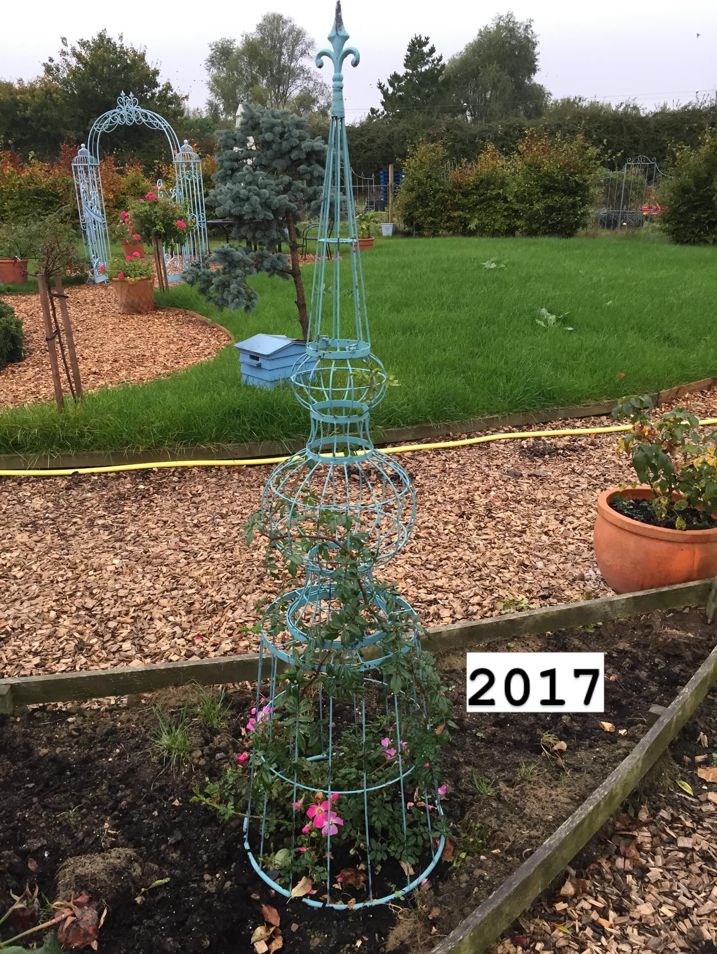 When you severely underestimate the growing power of a rose! Poor little plant support, we haven’t seen it in years. We’ll be sharing some photos of our rose garden and how it’s grown through the years, gardening takes a lot of patience but always pays off with BIG rewards. If you’re looking for a climbing rose that really climbs, try a ground cover!
#roses #gardening #gardeninglife #westsussex #chichester