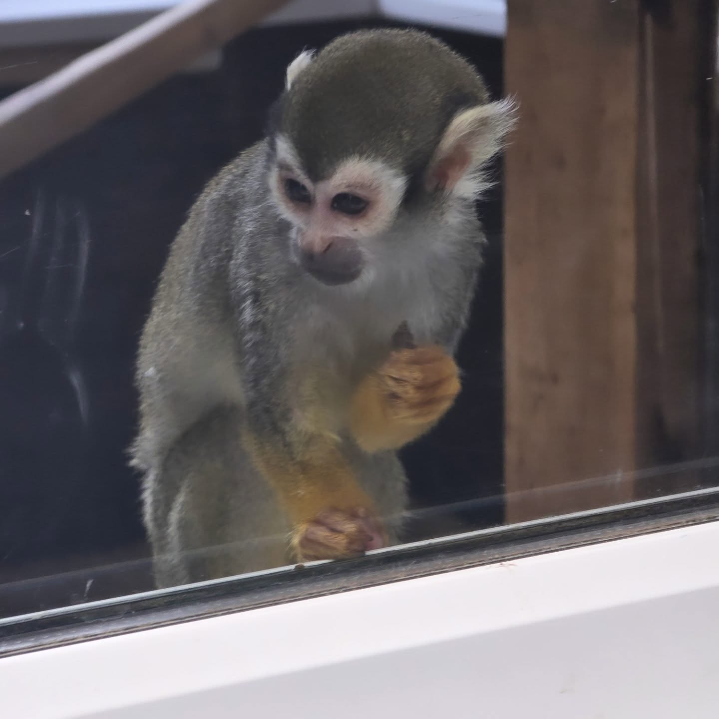 Part 1
A day out at Exmoor Zoo with the kids & days out aren’t always calm or easy.
There’s snacks, tired legs, overstimulation, and about 1000 ‘Mum’ calls an hour 😅
But in between all of that there are little moments,
where you stop, breathe, and just take it all in watching your kids enjoy the experience. 🩷
Not perfect. Not quiet. But real.
Let me know what’s your version of self-care right now?
#kirstyoliviaselfcare #familydayout #exmoorzoo #mumlifeuk #selfcare