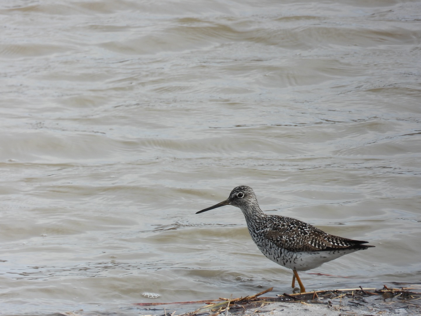 It is the best time of year to get out there to spend time with our feathered relatives. Greater Yellowlegs (slide 1), American Tree Sparrows (slide 2), Buffleheads (slide 3), and Pelicans were all spotted on or above the Fort Garry Campus yesterday.
What new species will we see on campus today?
Happy Birding!
#birdjoyisresistance
📷: @justinleerasmussen
