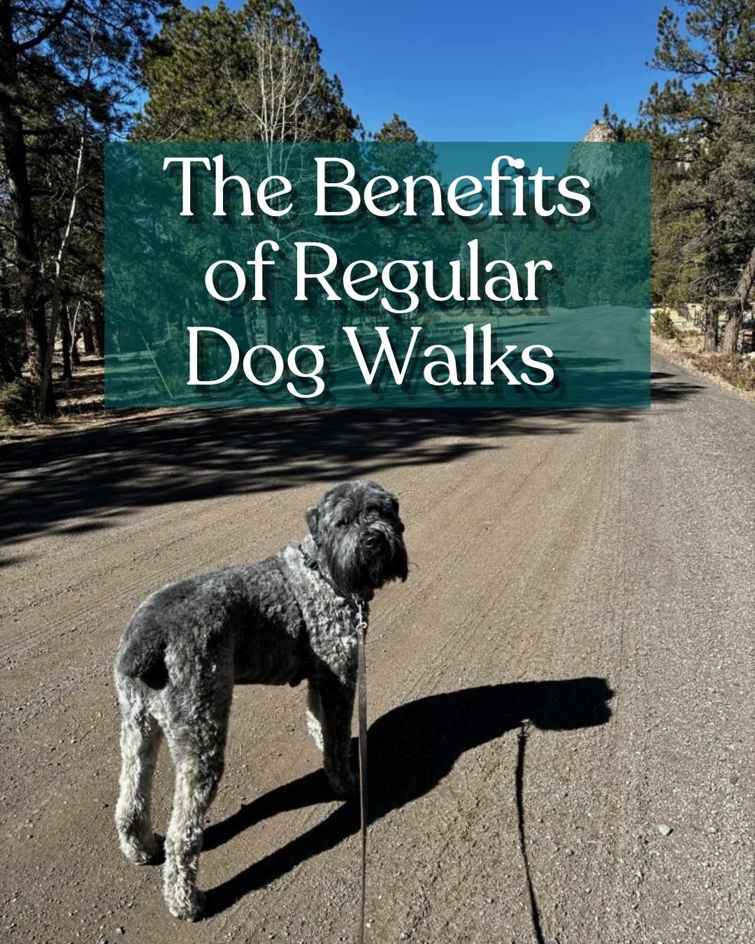 Think dog walks are just for potty breaks?
Think again.
Regular, structured walks are a game-changer for your pupโs health and behavior:
๐๐บ๐ผ๐๐ถ๐ผ๐ป๐ฎ๐น ๐๐ฎ๐น๐ฎ๐ป๐ฐ๐ฒ: Predictable routines lower anxiety and curb destructive habits.
๐ฃ๐ต๐๐๐ถ๐ฐ๐ฎ๐น ๐ฉ๐ถ๐๐ฎ๐น๐ถ๐๐: Keeps joints moving and hearts healthy, from puppies to seniors.
๐ ๐ฒ๐ป๐๐ฎ๐น ๐๐ป๐ฟ๐ถ๐ฐ๐ต๐บ๐ฒ๐ป๐: "Sniff time" is essential brain exercise that releases stress.
Whether itโs a neighborhood stroll or an adventure hike, consistency is the key to a happy, mountain-loving dog.
Read the full "why" on the blog:
๐ https://www.woofhoofmewpetsitting.com/post/regular-dog-walks-for-health-happiness
#WoofHoofMew #DogWalking #HappyHounds #MountainLife #PetHealth #petsitting #evergreencolorado #conifercolorado #morrisoncolorado