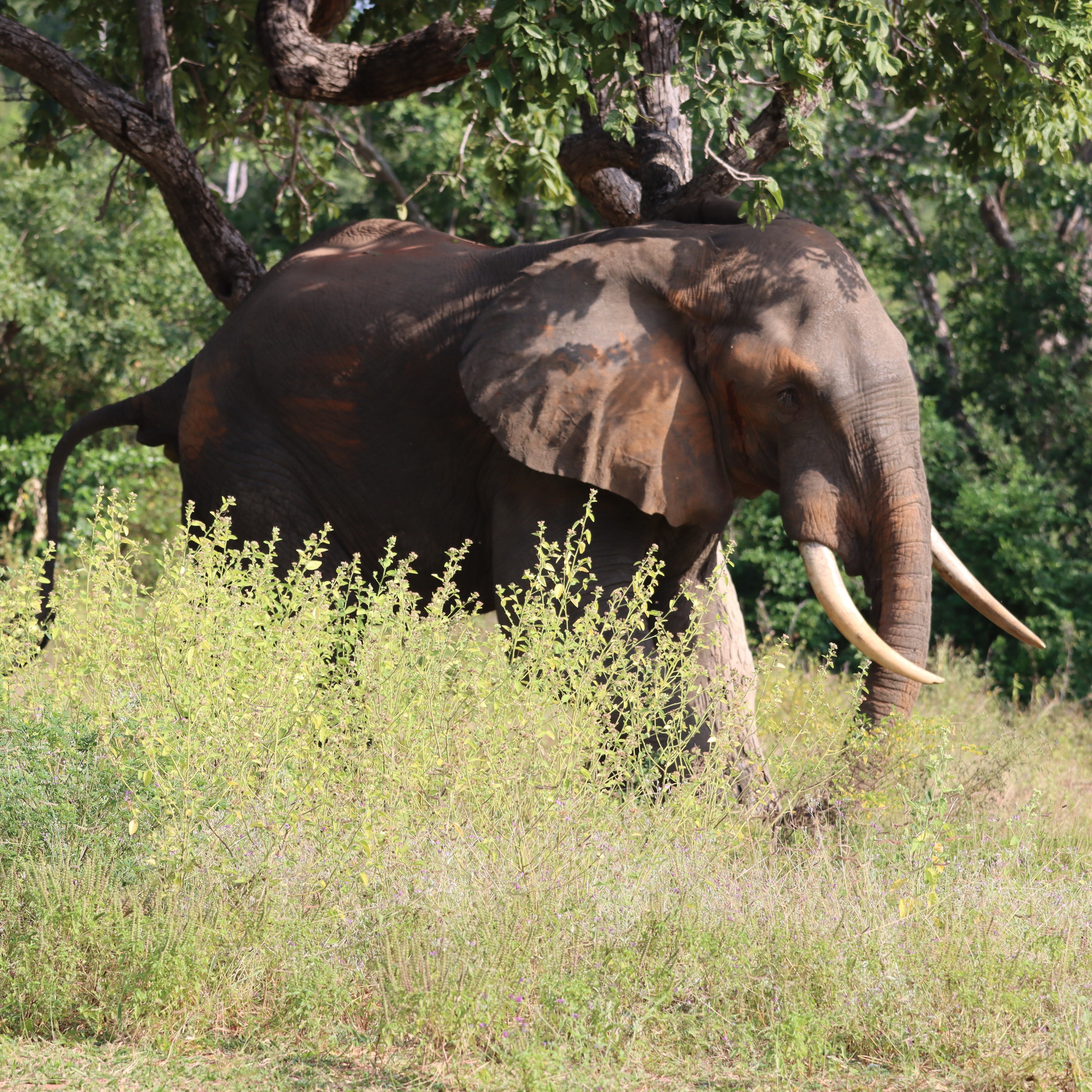No safari encounter is quite as unforgettable as coming face to face with an African savanna elephant bull — a true giant of the wild, powerful, calm, and deeply humbling. 🐘🌿