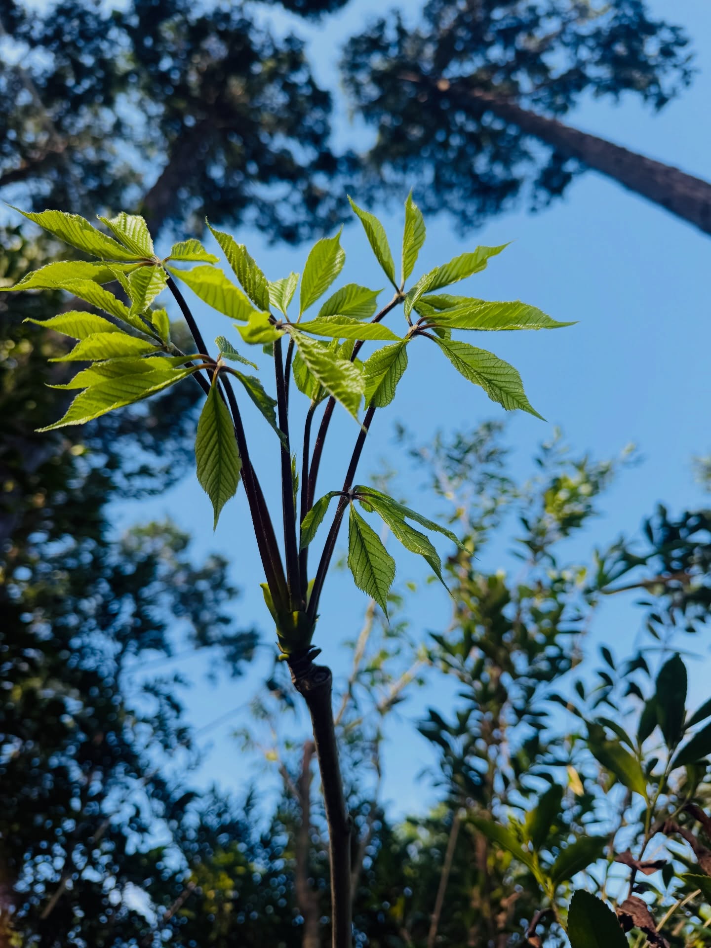 今朝の収穫
コシアブラ タケノコ ワラビ ミツバ セリ
タラノメ
山菜の女王様(コシアブラ)と王様(タラノメ)が
一緒に獲れる貴重な時期
間違いなく今が旬ど真ん中
山の恵み 感謝していただきます🙏