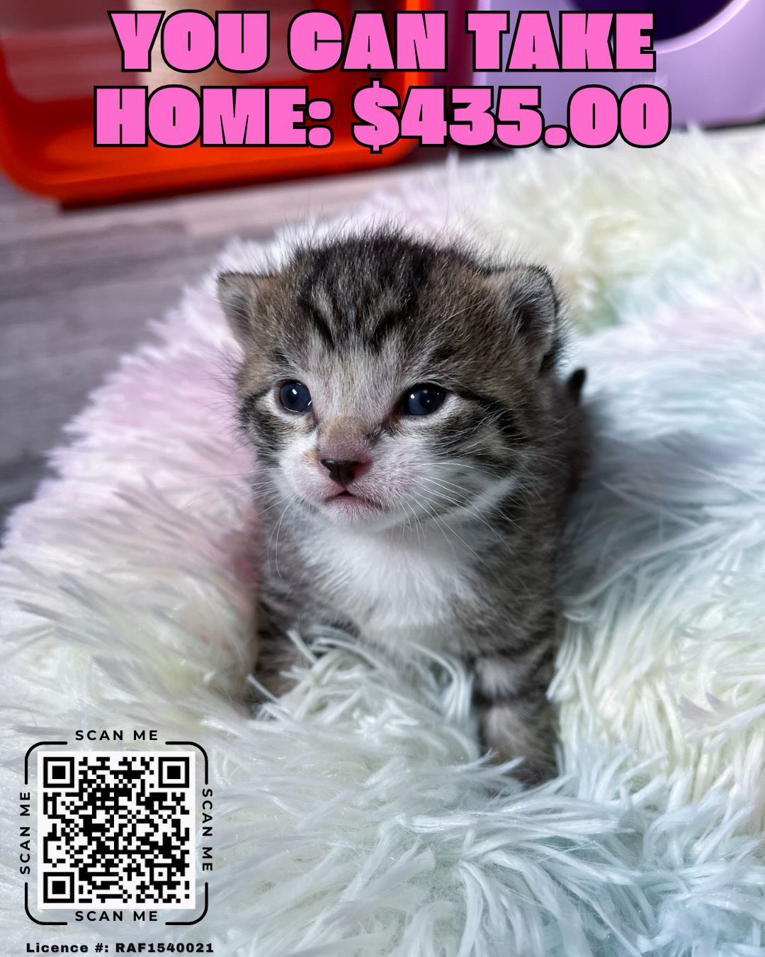 ONTARIO - Have you joined our 50/50 fundraiser yet? 🎟️😻💰
Friendly reminder about our month-long Ontario-wide 50/50 fundraiser! You currently have a chance to take home: $435
-Join the fundraiser for your chance to get half the pot: https://www.rafflebox.ca/raffle/lotto-for-cats
(50/50 fundraiser wording is intentionally crafted to avoid triggering restrictions on our social media platforms. We are operating under a fully licensed charitable campaign with AGCO)
-If you’re outside Ontario or prefer to support in another way, you can make a direct donation on our website. Your generosity helps us continue our work and you’ll receive a tax receipt automatically: https://www.tinybutmightykittenrescue.org/donate
-If you’d like a little something in return, you can also donate through our shop page on our website and receive a complimentary sticker or magnet as our way of saying thanks. We ship worldwide: https://www.tinybutmightykittenrescue.org/shop
As a registered charity, all contributions are tax-deductible, and every donation makes a real impact.
Thank you for helping us save lives! 💜