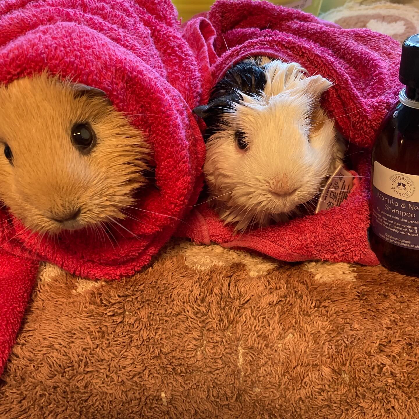 Bath time for 2 piggies this morning. We only bath piggies if they have a health issue or are particularly dirty.Today we used shampoo from @gorgeousguineasuk @gorgeous_guineas_skincare
#