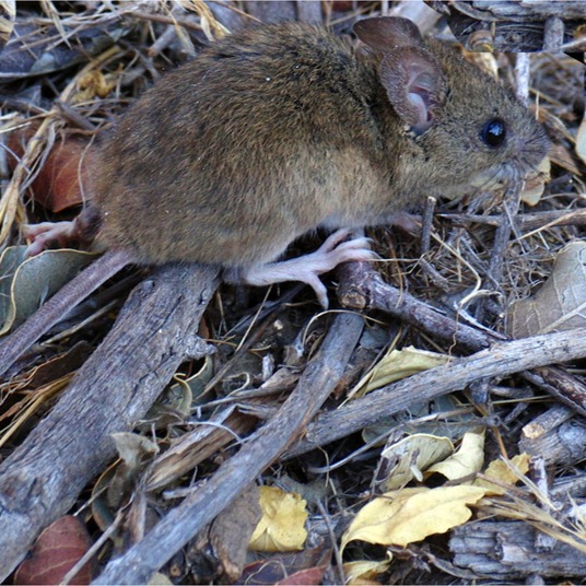 ¡Ojo con esto! 🚨🔎 ¿Sabías qué...? en una escuela de Cinco Saltos SE SUSPENDIERON LAS CLASES POR ROEDORES en la cocina 🐀!
La noticia nos la contó el Diario Neuquino 📖: https://diarioneuquino.com.ar/suspendieron-clases-en-una-escuela-de-cinco-saltos-por-presencia-de-roedores-en-la-cocina/
La presencia de ROEDORES puede causar daños estructurales en edificios y hogares, además de transmitir enfermedades 📝.
TIP DYNAPEST: Revisá tus alacenas y cocina para detectar posibles entradas de ROEDORES 🚫🐭.
Etiquetá a ese amigo que crees que necesita leer ésto 👫
Guardá este post para cuando lo necesites 📚 o consultanos por DM 📩.
#ControlDePlagas #DynaPest #Prevención #HogarSeguro #Salud
📖 Fuente: Diario Neuquino 🌐 Web: www.dynapest.com.ar 🟢 WhatsApp: https://api.whatsapp.com/send?phone=5492994567415