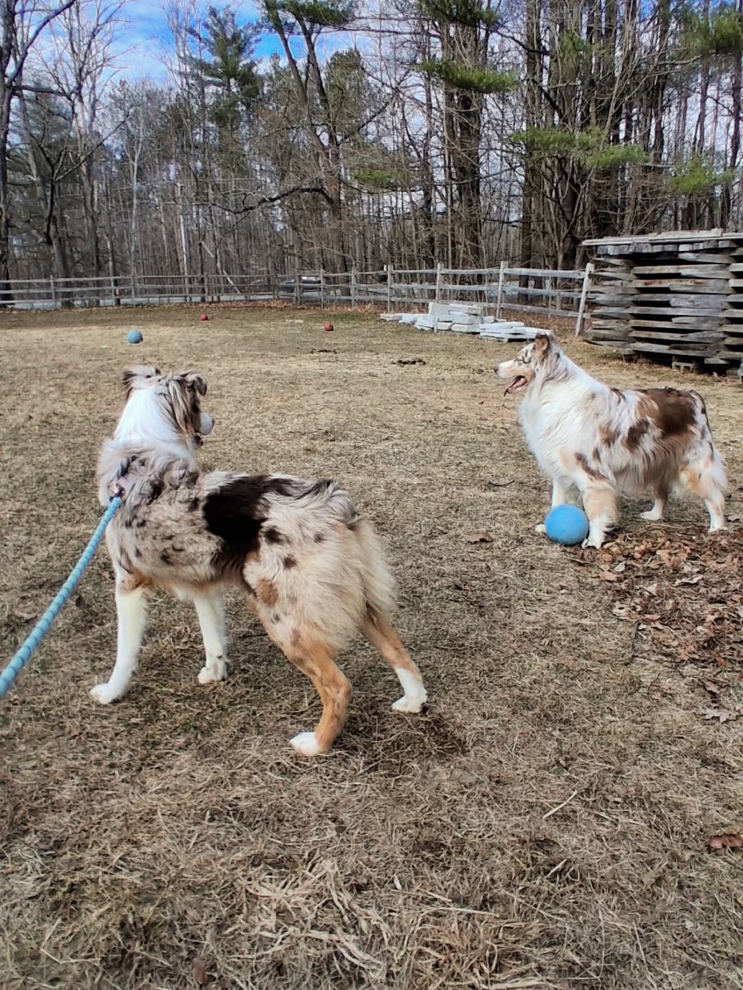 We're seeing double over here..... 🧐🩵
#maine #dogs #fortheloveofdogs #dogsofinstagram #foreverhome