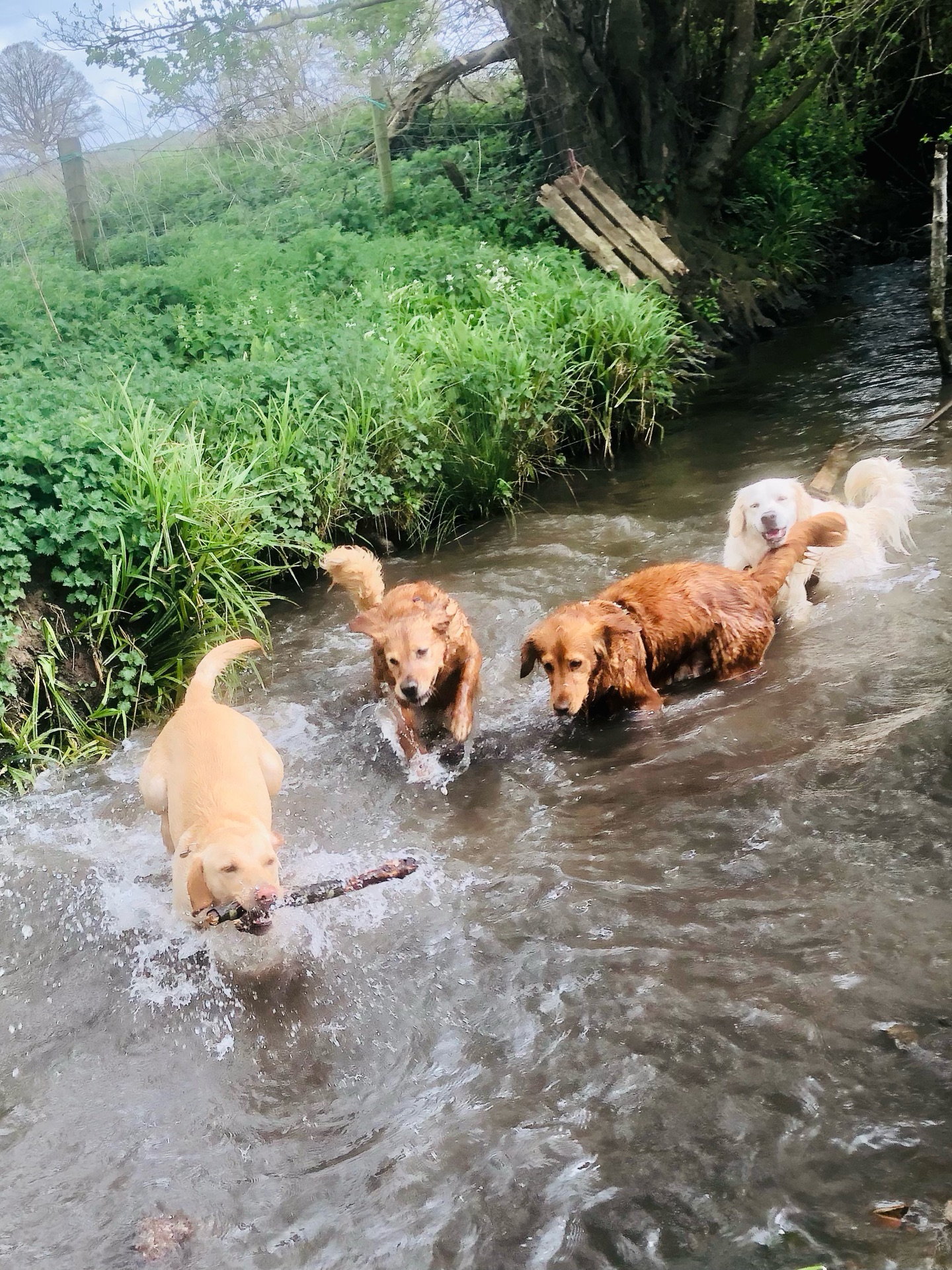 🐾💦❤️😁
If your dog would like to have a walk with us then contact us at www.ardendogwalking.co.uk and check out our half-day experience.
#ullenhall #tanworthinarden #hockleyheath #henleyinarden #dog