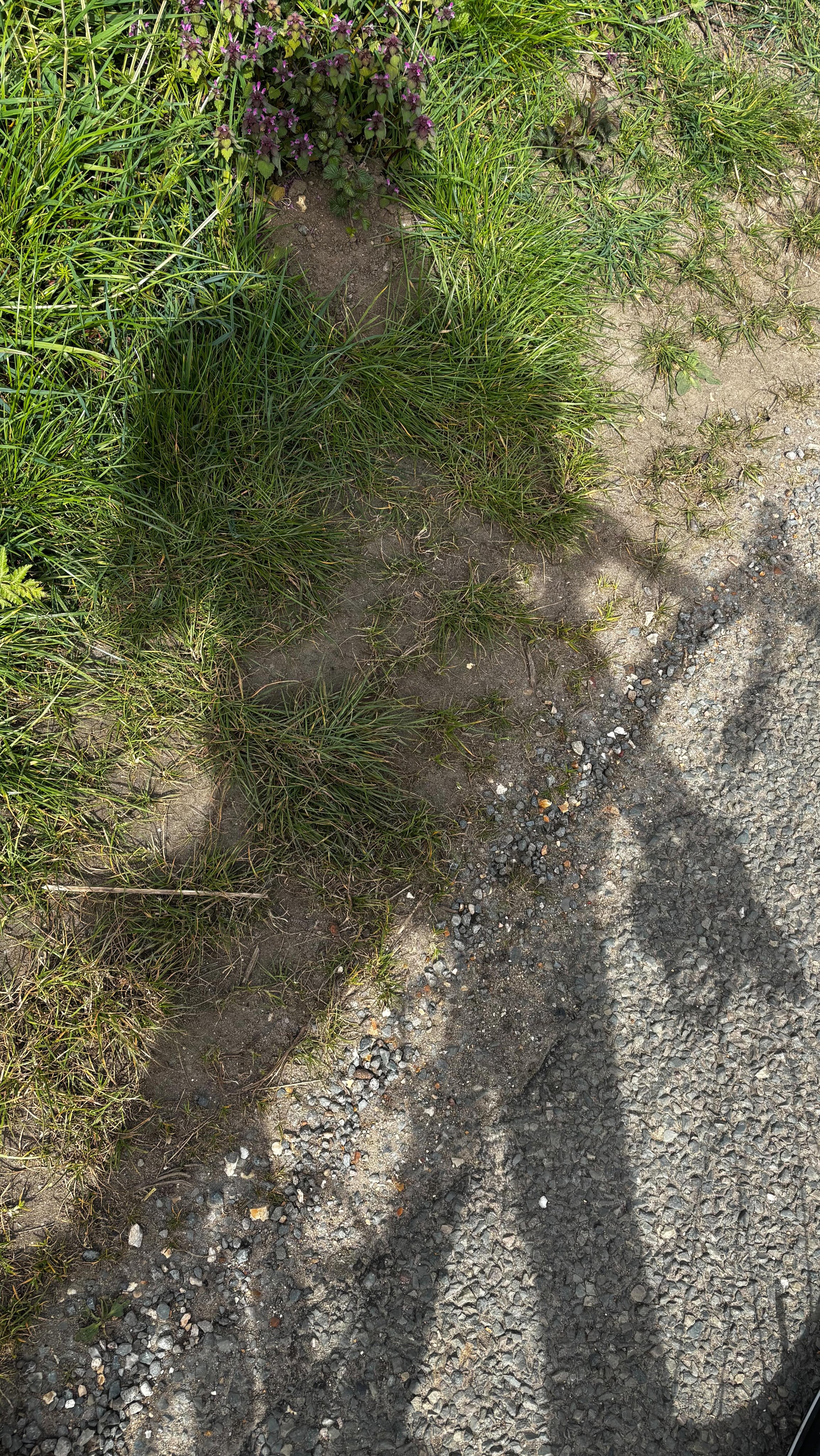 Send in your selfies! This is Norfolk in April. Full pink blossoms dripping off the boughs, lambkins frolicking, fields of yellow rape, green buds bursting on the hedgerow, bluebells in the long grass, bird song and the first flies down your throat. Lilac bushes, the pungent smell of blackthorn, plant stalls lining village lanes. Where are you doing your training? Can you spot the drive by past three Superhero houses? Send in your selfies…. Tag #norfolksuperhero