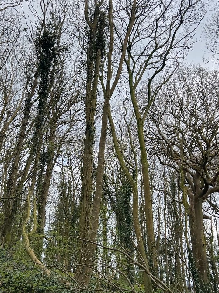 Lots happening in the woods! 😀💚