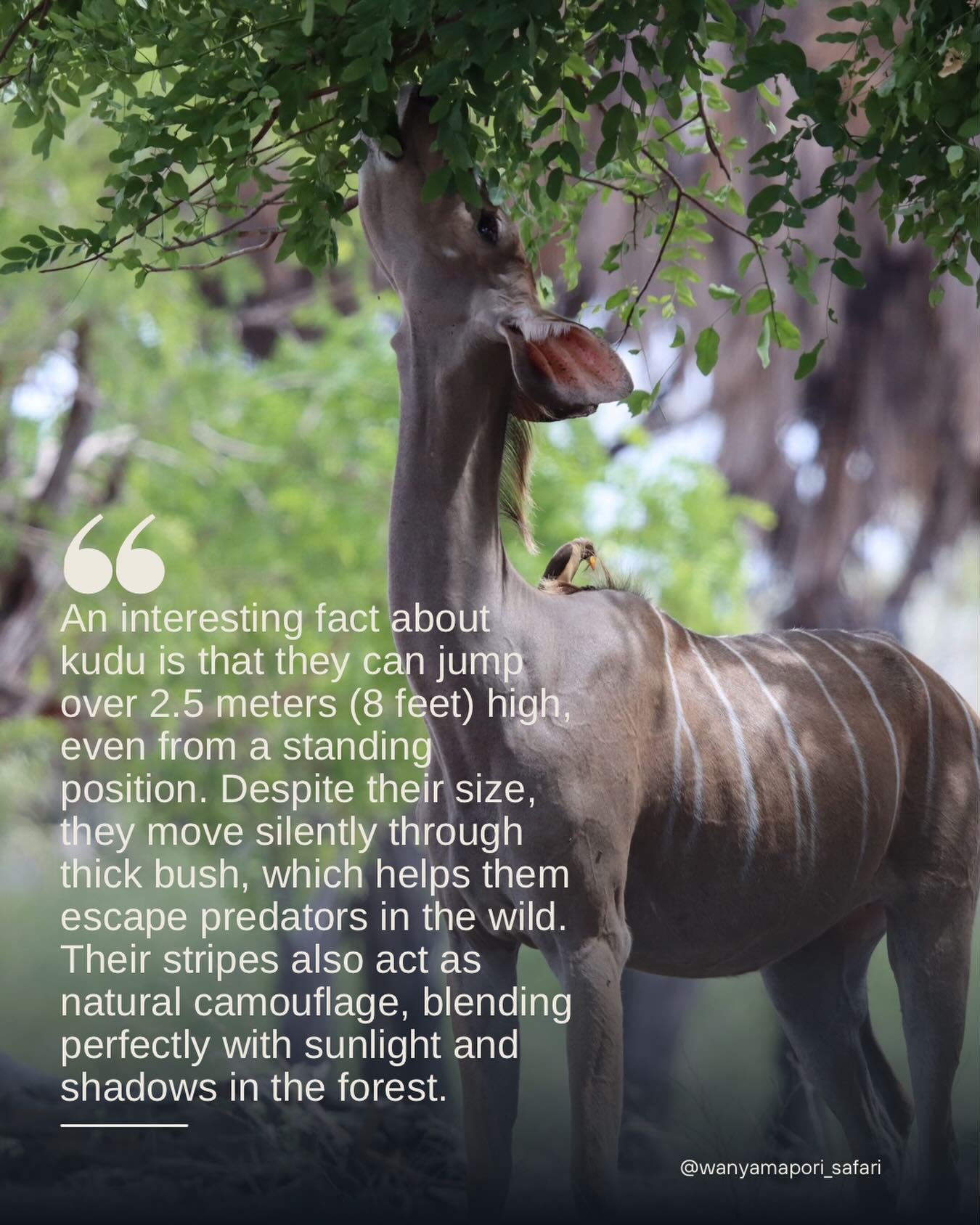Elegance hidden in the wilderness. The kudu reminds us that true beauty moves quietly. 🌿🤎
#safari #kudu #tanzania #nature #foryou
