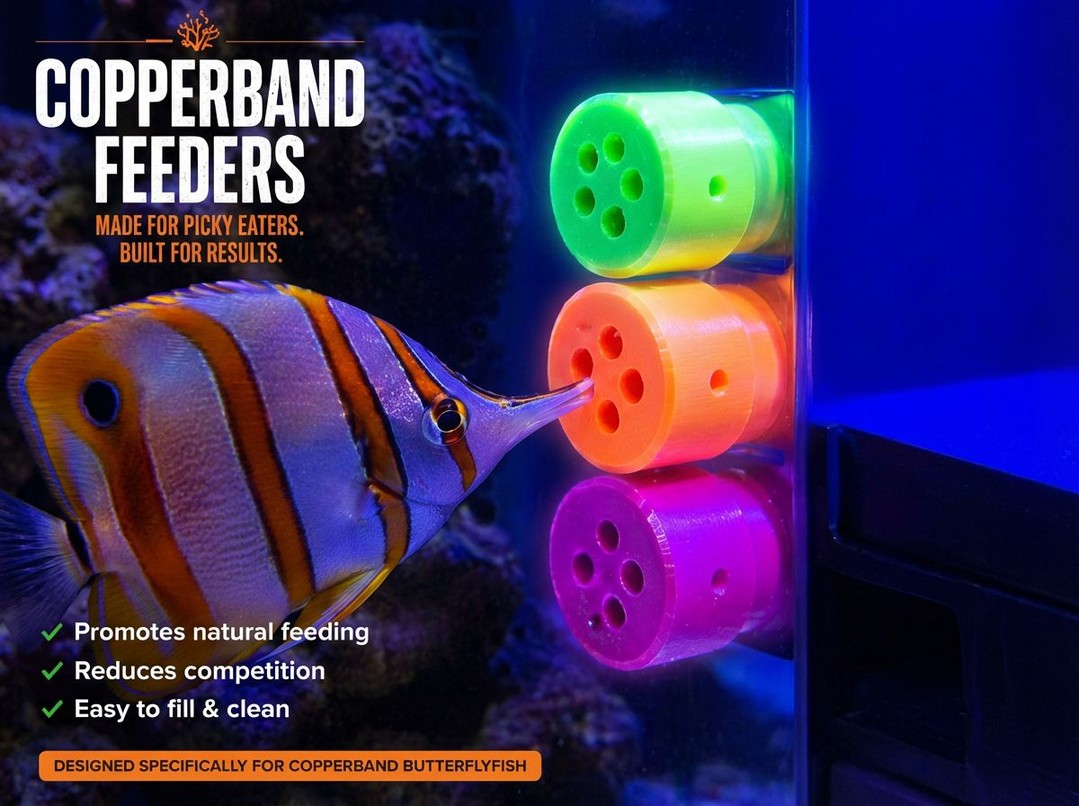 COPPERBAND FEEDERS - MADE FOR PICKY EATERS. BUILT FOR RESULTS! 🎯
Our custom 3D printed copperband feeders are the game-changer your tank's been waiting for. Designed specifically for those finicky copperband butterflyfish that demand the best.
✅ Promotes natural feeding behavior
✅ Reduces competition between fish
✅ Easy to fill & clean
✅ Available in vibrant colors
These feeders work brilliantly for any picky eater in your reef setup. Watch your fish thrive with targeted feeding that actually works!
🔗 EU: https://www.thepolyppros.eu/product-page/magnetic-copperband-fish-feeder
🔗 UK: https://www.thepolyppros.co.uk/product-page/magnetic-copperband-fish-feeder
#CopperbandFeeder #ReefKeeping #MarineAquarium #AquariumAccessories #3DPrinted #PickyEaters #FishFeeder #ReefTank #CoralKeeping #AquariumHobby #MarineLife #ReefNerd #CustomAquarium #AquariumSetup #FeedingTubes #ReefCommunity #AquariumProducts #MarineHobby #ReefKeeper #ThePolyppPros #AquariumInnovation #SustainableReef #ReefAddict #AquariumEnthusiast #MarineEcosystem