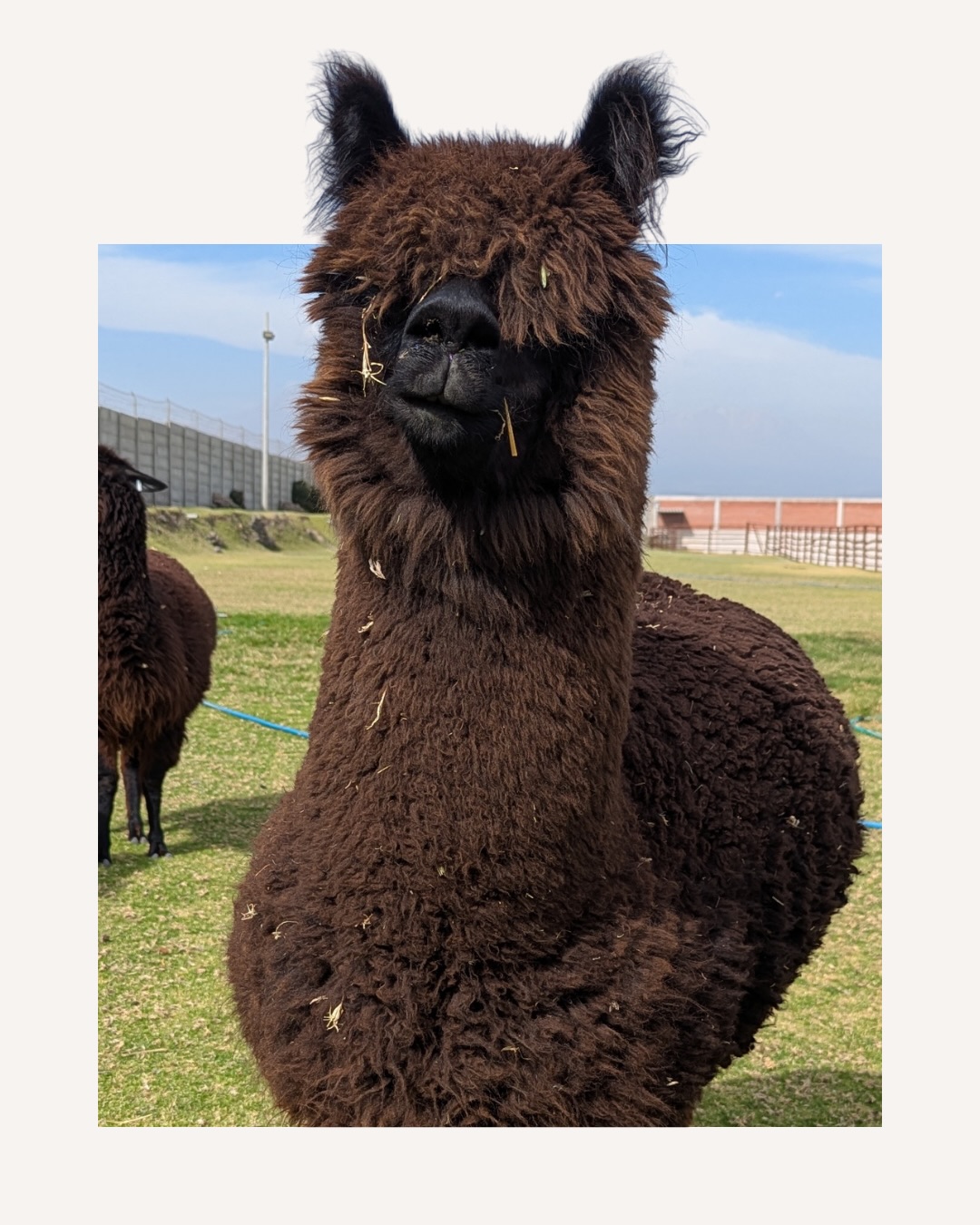 Alpaca alert! 🦙
Last year, we traveled to Peru with the @paka Apparel team as part of our ongoing work helping them source fabrics and explore new applications for alpaca fiber.
Walking through the yarn facilities, meeting incredible people, and seeing the full supply chain in person was a reminder of why fabric sourcing should be so much more than a spec sheet. Alpaca is sheared once a year by local farmers and fully regenerates — one of the more genuinely sustainable fibers in the industry. Paka builds on that with organic Supima cottons and natural fiber blends, all grounded in a fabric-first, planet-first approach.
Seeing a peak behind the curtain (and meeting a few alpacas along the way) was one of the better days we’ve had on the job.
#SustainableFashion #AlpacaFiber #FabricSourcing #EthicalFashion #SlowFashion