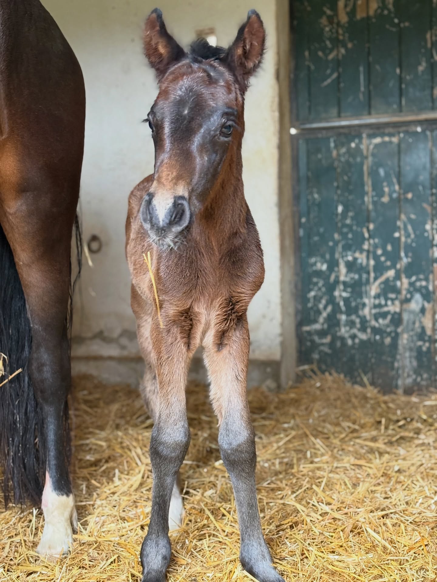 Bienvenue à 𝐐𝐔𝐈𝐓𝐎 𝐃𝐄 𝐉𝐈𝐌𝐀 💙
Un beau petit mâle par le bon 𝐉𝐔𝐌𝐏 𝐋𝐈𝐊𝐄 𝐒𝐓𝐎𝐋𝐋𝐄𝐑 (FRENCHCORNET D’ODIVAL X SPIRIT OF STROLLER) 𝐞𝐭 𝐊𝐄𝐋 𝐃𝐈𝐕𝐀 𝐃𝐄 𝐋𝐀 𝐒𝐄𝐋𝐔𝐍𝐄 (DALI de LA SELUNE) ✨
Il sera disponible à la réservation d’ici peu 😉
#foal #pfs #poulain #poneydesport