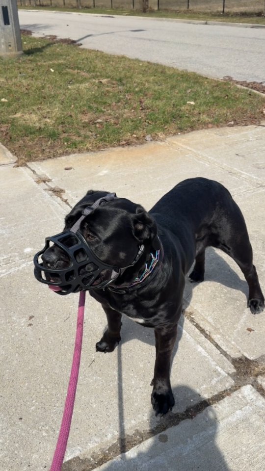 Building Trust with Athena 🐾
Athena is a very nervous and suspicious dog, and in cases like this, the process starts with trust, safety, and proper handling.
We begin by working within her comfort level, using controlled handling drills to help her understand that interaction is not a threat. Once she shows enough compliance, we can safely progress, including removing the muzzle and gradually increasing the level of engagement.
From there, we continue building trust through structured exercises like walks and exposure, allowing her to explore without pressure while learning to feel more secure.
Progress like this takes time. It requires consistency, patience, and the right approach to help a dog move from fear and defensiveness to confidence.
This is where the real work begins.
📩 Message us if your dog struggles with fear, anxiety, or trust issues.
📍 24 Pillar Rock Crescent, Markham, ON L6C 3H4, Canada
📞 (647) 425-4838 / (647) 807-8761
🌐 www.benridgecanineservices.com
#dogtraining #BenridgeCanineServices #DogTrainingMarkham #dogbehavior #reactivedog