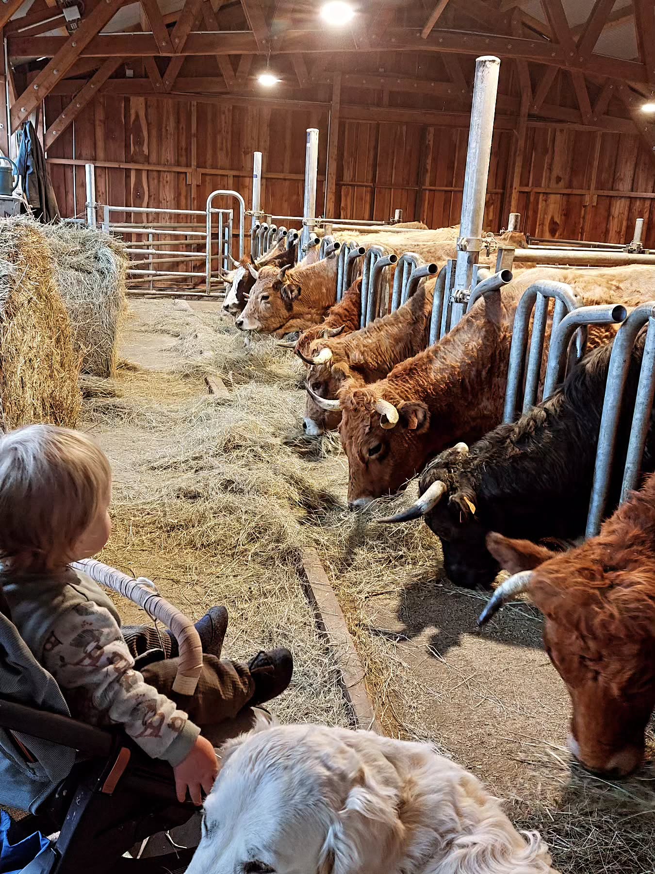 Nos vaches bien surveillées :)
#vache
#fermebio
