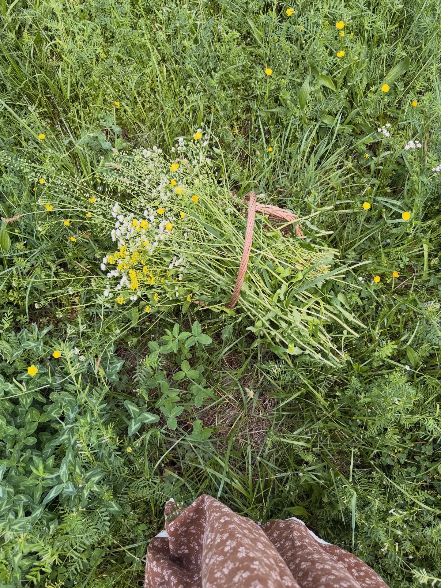 Wildflower chasing today!