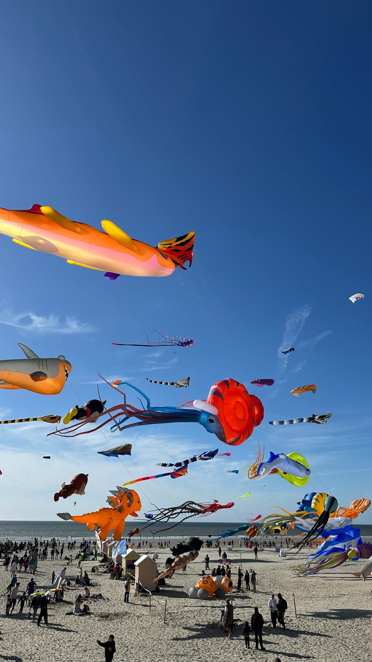 Sometimes humanity is capable of organizing something other than war, and that’s so BEAUTIFUL ❤️
@cerfs_volants_berck
#flymetothemoon #kite #flyhumanfly #worldkitecup2026 #giantkites