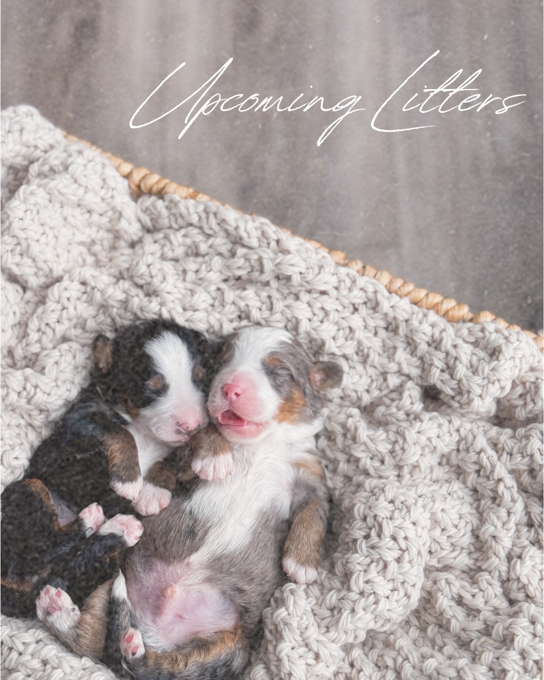 Summer Plans: ๐๏ธ๐ถ๐บ๐ฆ๐ถ๐๐ถ ๐ถ๏ธ๐๐พ๐ถ๐ถโ๏ธ๐พ
Itโs always such a fun update to share when we have puppies on the way!
And these arenโt just any Mini Bernedoodle puppies. These next two litters are extra special because they are both repeat pairings which means we know exactly how incredible they are going to be! Stunning structure, incredible markings in both black tri color and Merle tri color, and phenomenal companion temperament that cannot be beat. Iโm not kidding, youโre not going to want to miss out on these babies!
Weโve been enjoying a little social media rest between litters, but we are eagerly awaiting newborn puppy squeaks and snuggles. Im so ready to be back loving on some adorable Bernedoodle puppies and being the trusted avenue between you and your new four legged family member. Saying the excitement is growing here is an understatement! We canโt wait to meet these sweet babes soon.
Wait list families, check your inbox to sign up! Iโm responding to any applications that have been submitted early but itโs not too late to submit yours and join our summer litter lists!
๐๐ป Donโt forget to hit that notification ๐ bell on our page so you donโt miss any updates!