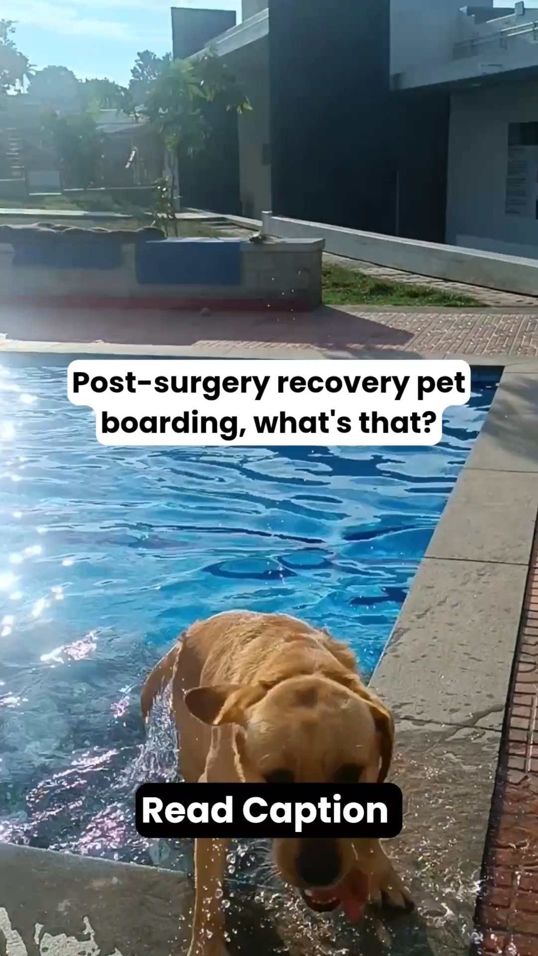 “Just take them home and let them rest” isn’t always enough after surgery.
Some pets need structured, medical-grade recovery, not guesswork. That’s where post-surgery recovery boarding comes in.
Here’s what it actually means 👇
🩺 Medical supervision, 24/7
Vitals, pain levels, appetite, wound healing , continuously monitored so complications are caught early.
💊 Accurate medication & pain management
On-time dosing, correct administration, and adjustments based on recovery, no missed meds, no guesswork.
🧼 Wound care & infection control
Dressing changes, clean environments, and strict hygiene to prevent post-op infections.
🐾 Restricted, controlled movement
No jumping, no sudden activity : movement is managed to protect stitches, bones, or implants.
🍽️ Recovery nutrition
Easily digestible meals + hydration support to aid healing and maintain energy.
👀 Early complication detection
Swelling, bleeding, fever, vomiting, stitch issues : picked up before they become emergencies.
🛏️ Comfort-focused environment
Temperature-controlled, low-stress spaces because recovery = rest + stability.
💡 Who needs this most?
✔️ Orthopaedic surgeries
✔️ Major abdominal procedures
✔️ Senior or high-risk pets
✔️ Pets that can’t be closely monitored at home
💡 Reality check:
Recovery doesn’t end when surgery ends : that’s when it actually begins.
Because the right post-op care can be the difference between smooth healing and setbacks.
📌 Save this if your pet has a surgery coming up
📤 Share this with a pet parent preparing for a procedure
#cessnalifelineveterinaryhospital #cessnalifeline #20yearsofcessnalifeline #cessnapetretreat #postopcare #petrecovery #veterinarycare #pethealthindia #criticalcare #responsiblepetparent #dogsofindia #catsofindia
