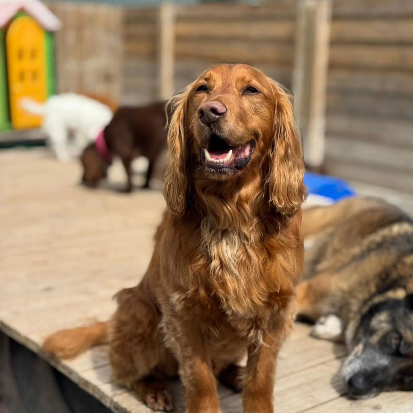 Happy Doggy Daycare π