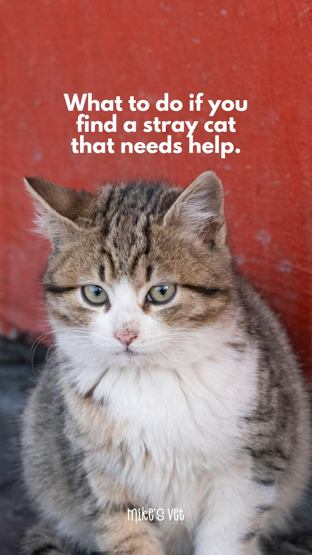 5 steps you can take if you find a cat or a kitten on the street that needs help!
@mikesvetdxb
#cat #straycats #catlove #catlife #catlovers