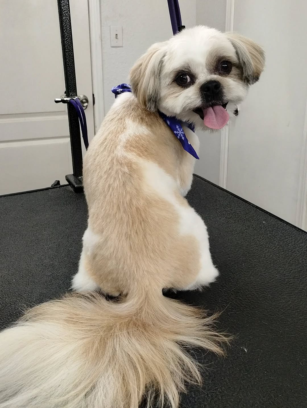 Serving full model energy with that over-the-shoulder pose 😌✨ This happy little shih tzu knows exactly how to work the camera after a fresh spa day.
#shihtzulove #luxurydoggrooming #spadayfordogs #sanmarcostx #happydog