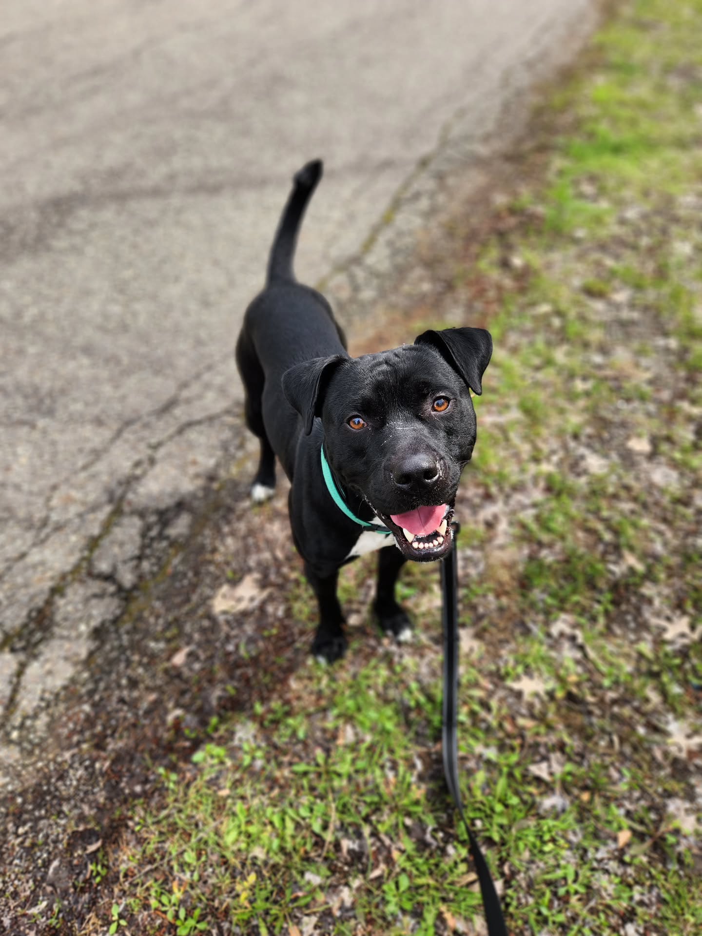 Jester is out soaking up the fresh air and loving every second of it. 🥹
This sweet boy is all about the simple things—a nice walk, a little sunshine, and time spent with his people. He walks beautifully on a leash and stays right by your side, just happy to be out and about.
Jester is around 3 years old, and he weighs 47 lbs. He appears dog-friendly as well (meet required).
He has so much love to give.. all he’s missing is someone to share these moments with every single day. 💛 Please apply ASAP. -Wendi
https://www.co.trumbull.oh.us/DogWarden/dw_adoptablesearch.html
Trumbull County Pound:
7501 Anderson Ave.
Warren, Ohio 44484
330-675-2787