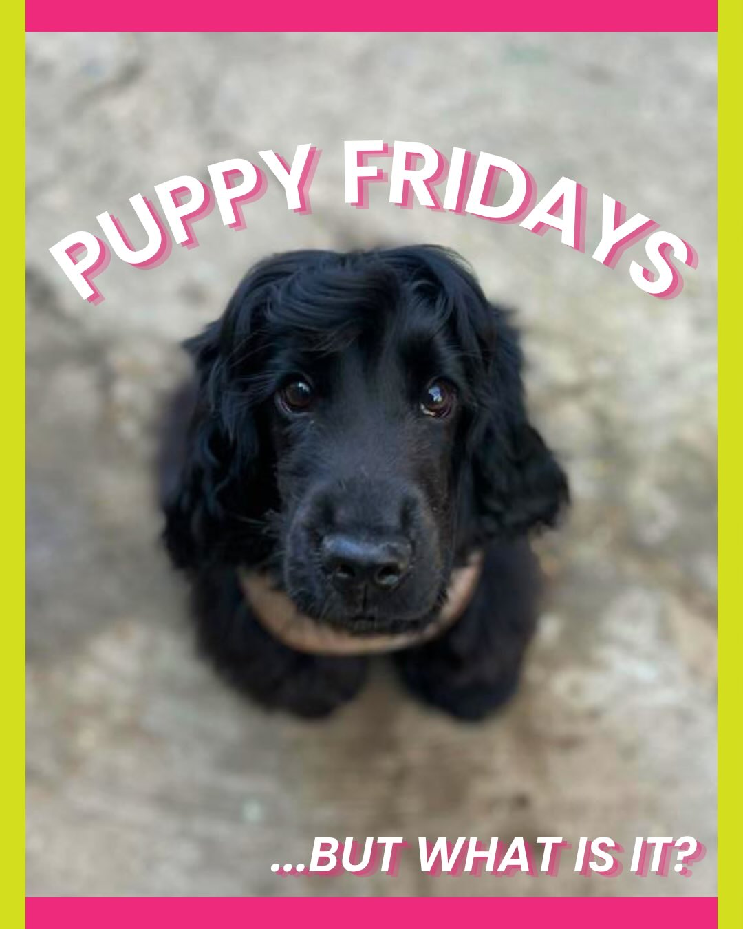 Puppy Fridays… what is it?
For Pups aged 12 weeks - 12 Months
- Consultation call with Lil
- Personalised Friday Schedule
- 1:1 Training Plan
- Weekly Report cards and ‘Take Home Tips’
- Age specific group and Milestone Focused
- Awards and End Graduation
See last slide for FREE add ons- SIGN UP TODAY!!!
JUNE 2026 Start
Email woof@pawsandpause.co.uk or DM us
#puppy #puppiesofinstagram #dogdaycare #dogtrainers #dogtraining
