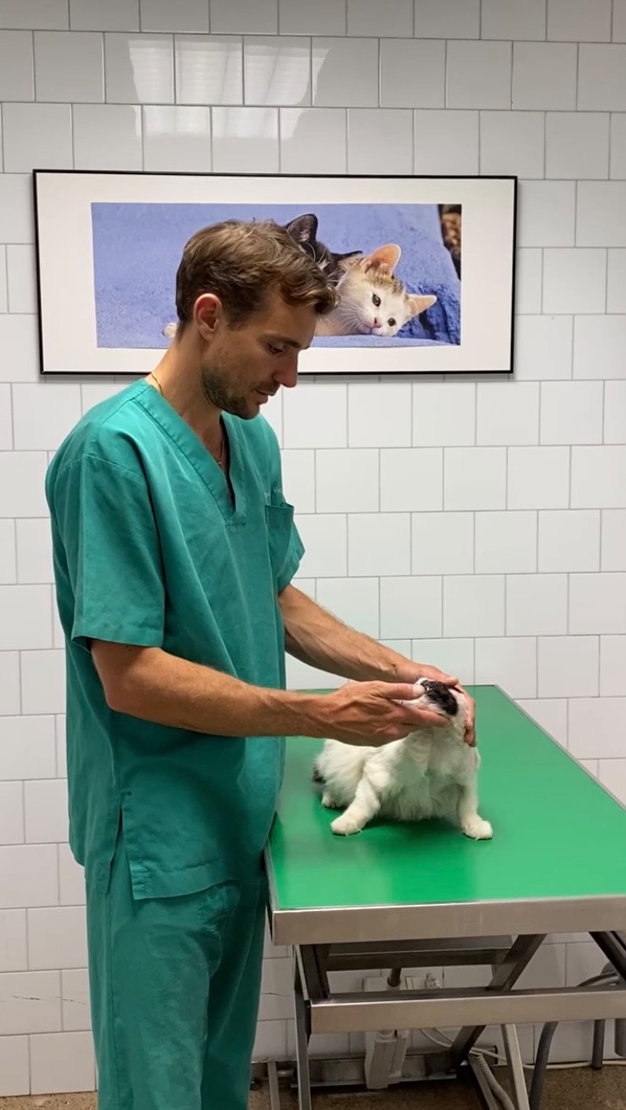 Sempre ens agrada compartir històries boniques… ✨ però la realitat també té una altra cara💔.
Avui volem retre homenatge 🖤 a tots aquells animals que normalment no surten als vídeos. Als que no tenen finals feliços. Perquè també formen part del nostre dia a dia i encara que siguin les històries més difícils, creiem que també mereixen ser explicades.
Aquest era el cas de la Marramiau 🐱, una gateta de només 8 anys. Patia un carcinoma de cèl·lules escamoses infiltratiu al conducte auditiu (una forma de càncer molt agressiva) força comuna en gats de coloració blanca que s'exposen repetidament al sol☀️.
Després d’una primera intervenció al seu veterinari , ens la van referir per una cirurgia de rescat (TECALBO amb flap d’avanç).
Tot i que l’operació va anar d'allò més bé, i la recuperació inicial també 💪. Al cap d'un temps el càncer va progressar en forma de metàstasi al gangli retrobulbar 👁️. Tot i no haver-hi recurrència local, va perdre la visió i finalment vam haver de dir-li adeu 🌈.
Entremig de tot , les seves propietàries no van deixar de lluitar ni un moment 🤍. Van voler donar-li totes les oportunitats possibles, sempre pensant en ella.
El càncer és, per desgràcia, una de les principals causes de mort en animals de companyia ⚠️. Es calcula que aproximadament 1 de cada 3-4 gossos i gats el desenvoluparan al llarg de la seva vida, i en animals d’edat avançada la incidència encara és més alta.
Avui, aquest post és per ella 🖤.
I per tots els que no hi són.