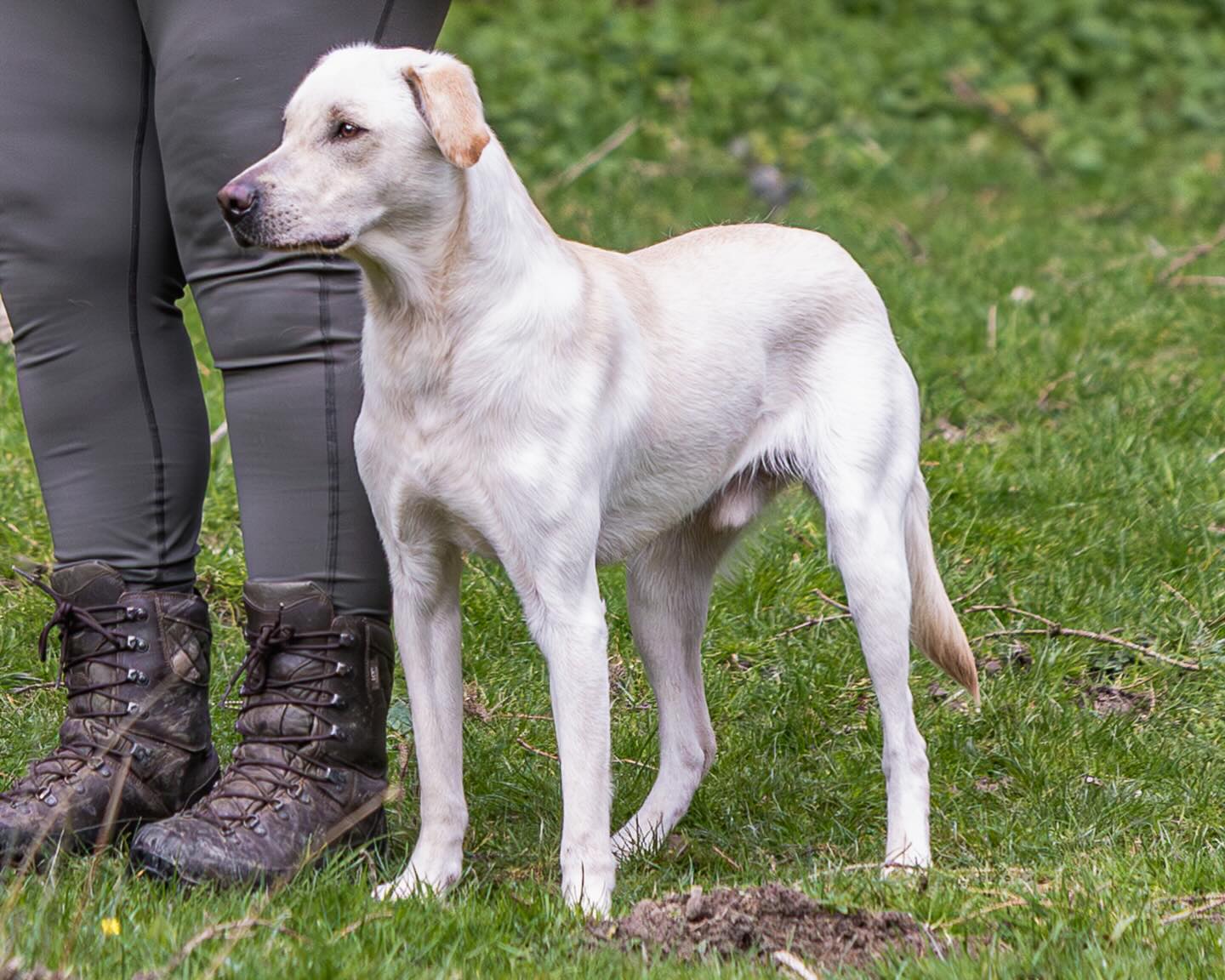 Great day out with Mac at his puppy test 🌿🐾
He gave it everything today and it was brilliant to watch him out there working. Some really pleasing moments — especially his enthusiasm, drive, and his hunting 👏
We’ve definitely got a few areas to tidy up and keep building on but that’s all part of the journey. It’s exciting to see him enjoying himself and his confidence and enthusiasm starting to come through. He’s starting to grow up too and looking more like the adult dog he is to become.
A lovely day, great company, and some cracking photos to top it off 📸 @_georgehodgsonphoto
Onwards and upwards with this one 💪🐶
#labrador #workinglabrador #puppytraining #gundogtraining #retrievertraining