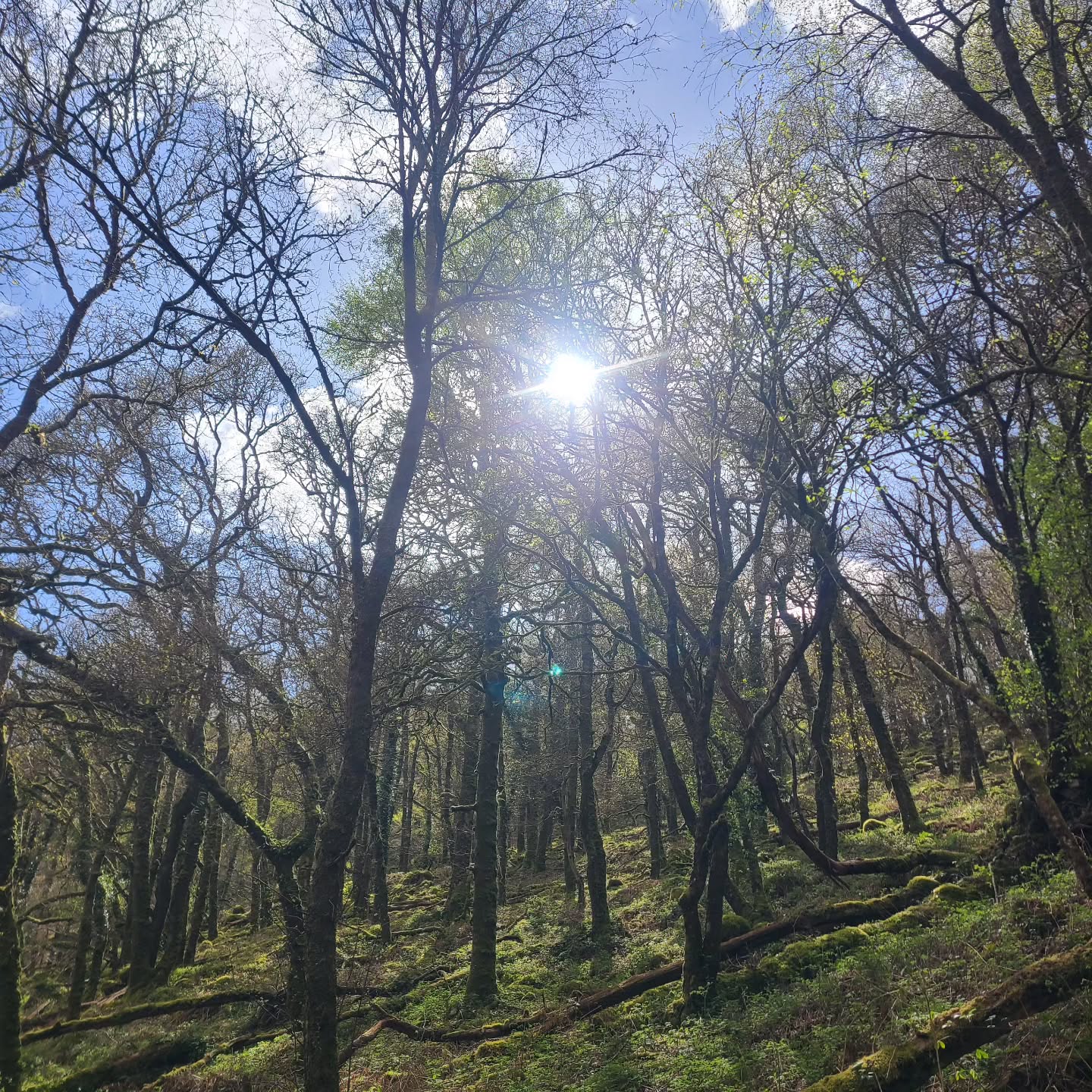 We wandered through the quiet woods and out onto the open moors of Dartmoor yesterday, ending up at Bench Tor. The sound of birdsong, the ancient trees, and those endless views reminded me how important it is to slow down, have space to breathe, and feel alive ✨
#dartmoor #backtodevonagain #breathe #pinkfloyd #darksideofthemoon