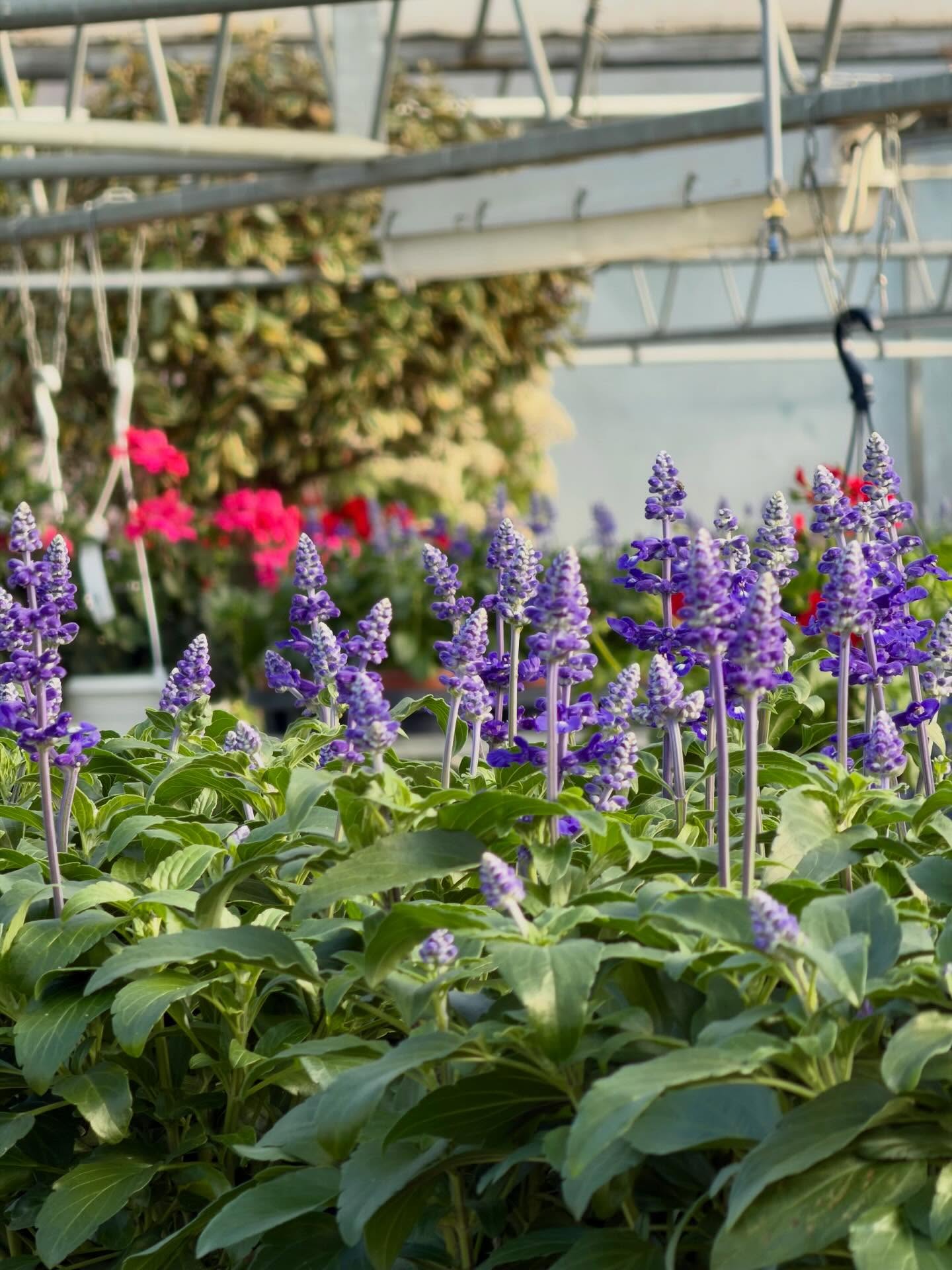 🌸🌿 Sommer, Sonne & Blütenzauber! 🌿🌸
Unsere Sommerblumen bringen Farbe in jeden Garten, auf jeden Balkon und jede Terrasse 🌼💛
Ob leuchtende Petunien, duftende Elfenspiegel oder extravagante Lotusblumen – jetzt ist die perfekte Zeit, dein grünes Paradies zum Strahlen zu bringen!
Komm vorbei bei Baumschulen Terbrack und lass dich inspirieren 🌱✨
#Sommerblumen #Gartenliebe #Blütenzauber #Terrasse #balkonpflanzen