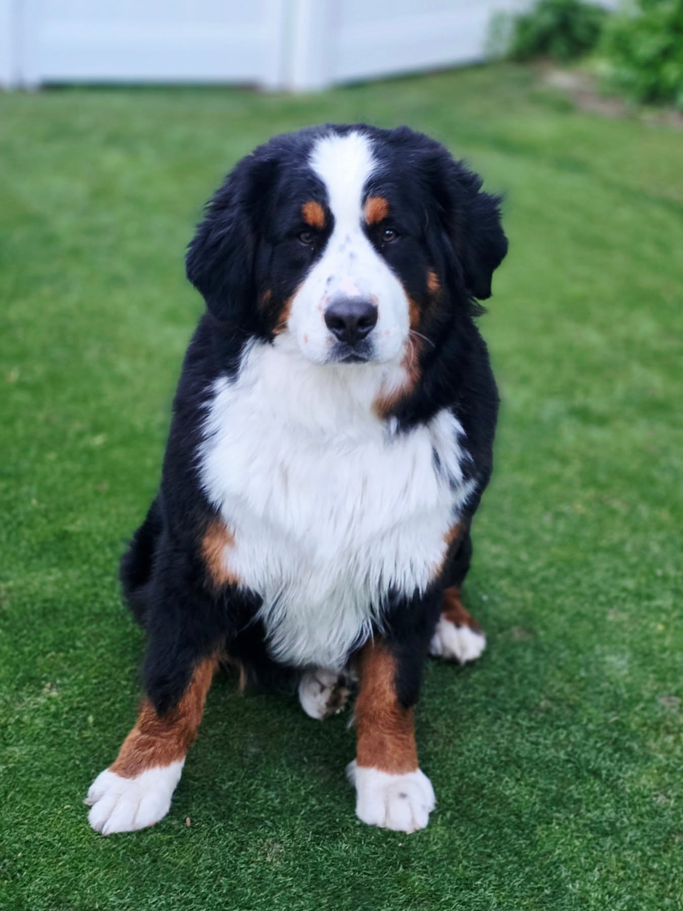 Maisie is looking so grown up. She is now almost a year and a half old and looking more mature. She is the sweetest girl. She is always trying to be as close as she can to anyone in the family. Always playing with her human siblings and everynight sneaks into her favorite little brothers bedroom (that she isnt allowed in) and gets on his bed while he falls asleep. We love this sweet girl!
#bernesemountaindog
#bernese
#bernesepuppy
#bernesedaily
#berneseofinstagram