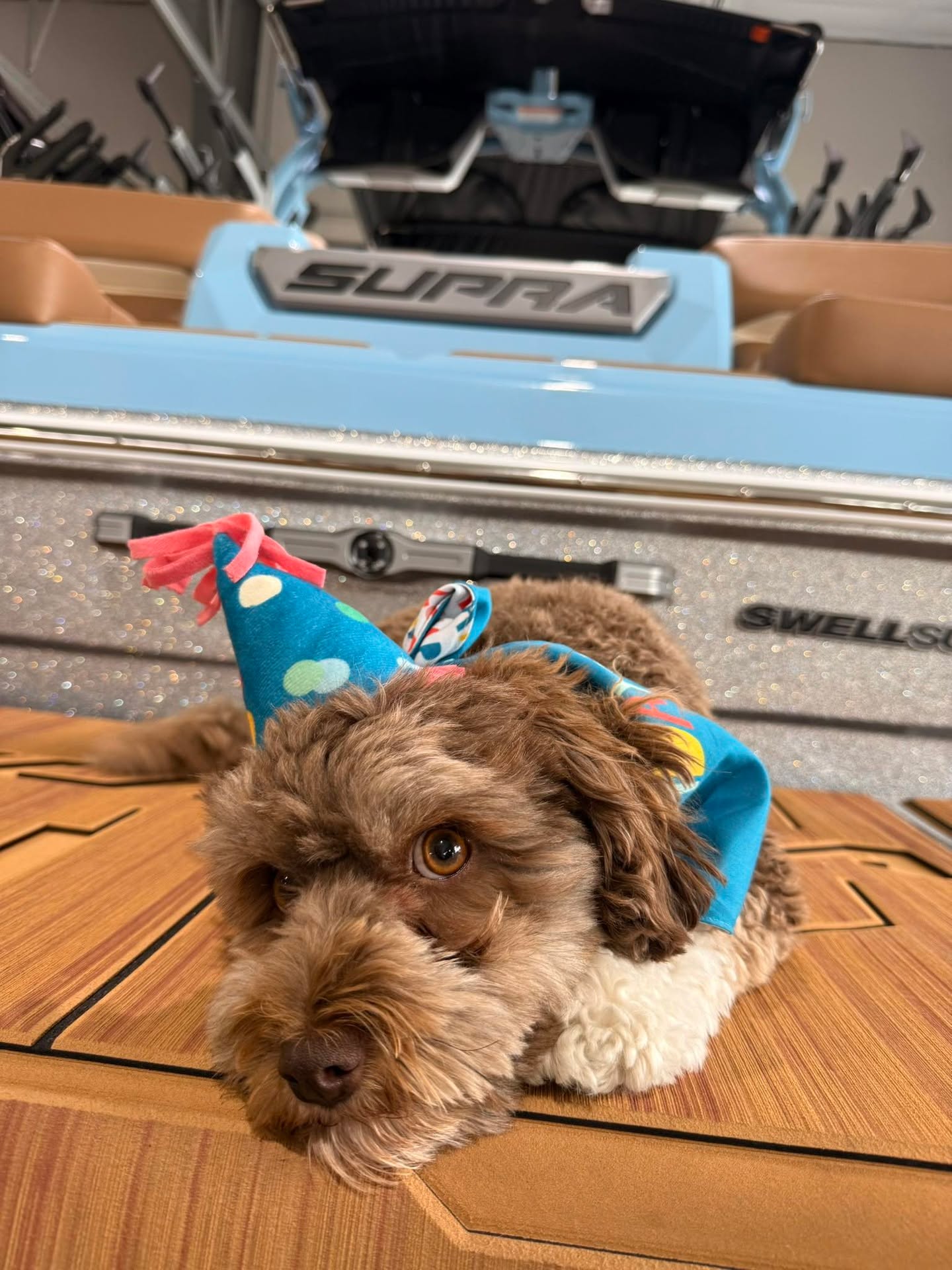Wishing a Supra duper happy birthday to our mascot, Sailor! 😉 Visit our little shop dog and browse our inventory today! @supra_boats