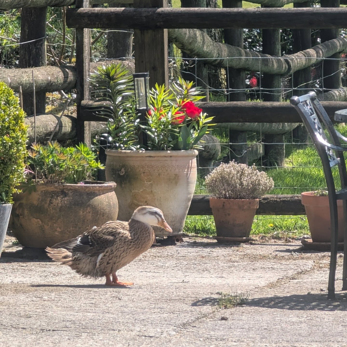 Sun, plants, and a little waddle of peace 🌞🌿🦆
#ducksofinstagram🐣 #peacefulmoments #cutepets #featheredfriends #countryretreat
