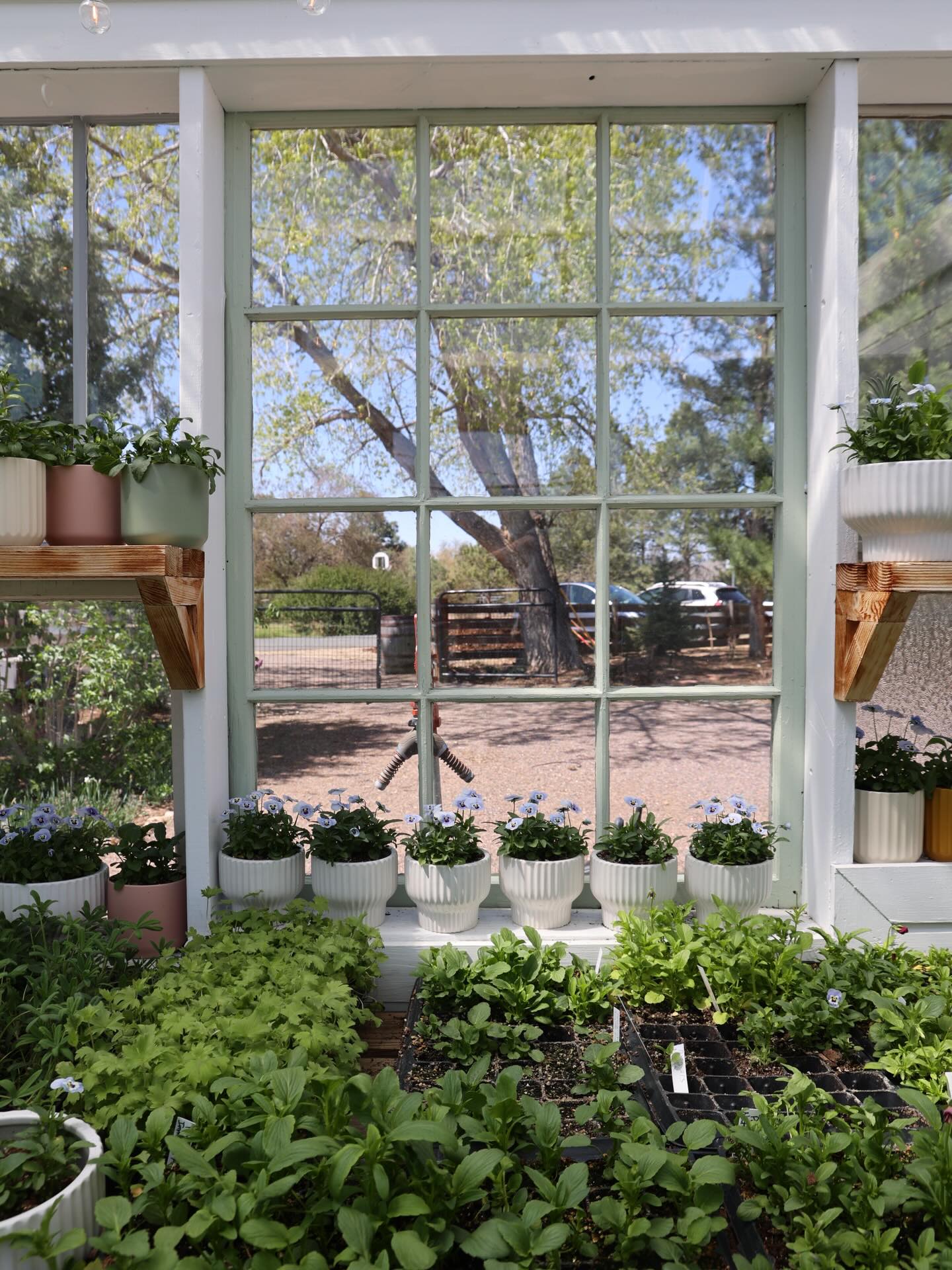 When the greenhouse fills with green and the pansies start to bloom…oh man, that’s when my soul really comes alive. My sweet reminder that I’m exactly where I’m meant to be.