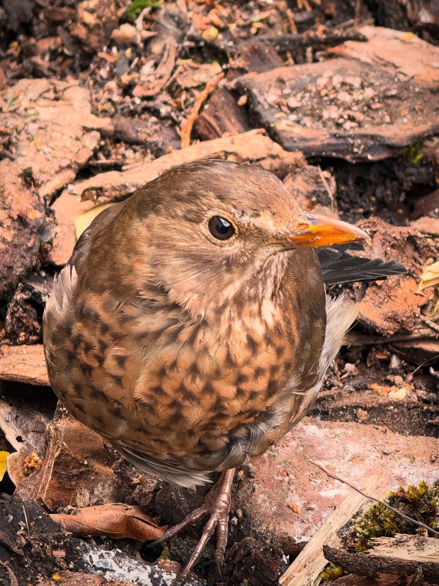 Hi Izzy. Izzy is now able to put weight on her damaged foot / ankle and has gained enough confidence to fly up to a nearby conifer tree if startled which is fantastic progress ✨🙏 #wildlifeconnection #gardenbirds