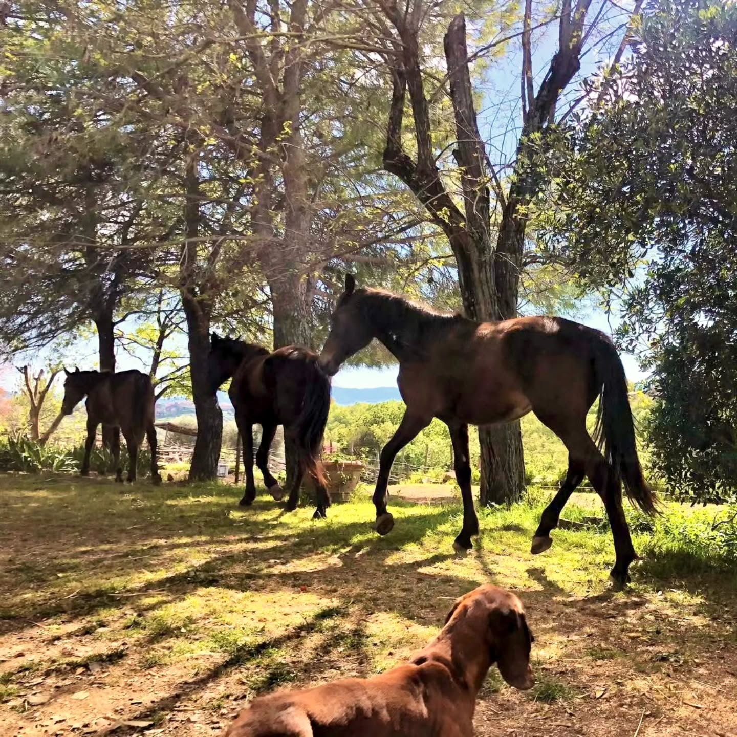 Tra il branco e lo spazio,
c’è chi osserva.
Silenzioso, attento, presente –
non guida, non interrompe,
ma accompagna.
Il cane diventa ponte,
tra movimento e quiete,
tra istinto e relazione.
E il branco continua il suo cammino,
in equilibrio🤎
Zwischen Herde und Weite
gibt es jemanden, der beobachtet.
Still, aufmerksam, präsent –
nicht führend, nicht störend,
sondern begleitend.
Der Hund wird zur Verbindung,
zwischen Bewegung und Ruhe,
zwischen Instinkt und Beziehung.
Und die Herde geht ihren Weg –
im Gleichgewicht🤎
#LePuledraieDiSterpeti #CavalloMaremmano #Maremmano #bgs #bayerischergebirgsschweisshund CavalliInLibertà VitaNelBranco RispettoERelazione EquitazioneEtologica ethologie ethologieequine HorseCenteredBreeding gesundePferde healthyhorses Nachhaltigkeit Pferdezucht Maremma WorkingDog HundUndPferd Relazione NaturaViva
bayerischergebirgsschweißhund
bavarianmountainhound bavarianmountainscenthound bavarian bavarese
brandlbracke bracke segugiobavarese segugiobavaresedamontagna
cucciolata cucciolo cuccioli welpen welpenliebe
puppy puppylove puppiesofinstagram
bavarianmountainhoundpuppy bavarianmountainhounds bavarianmountainhoundsofinstagram
beiersebergzweethond
bayerskviltspårhund bayerskviltsporhund bayerskbjergschweisshund
posokowiecbawarski bavorskybarvar bavorskýbarvář bavorskyfarbiar
sabuesodesangredebaviera sabuesodebaviera
chienrougedebavière rougedebaviere
Cani Cuccioli DogLife PuppyLove
Insieme Connection