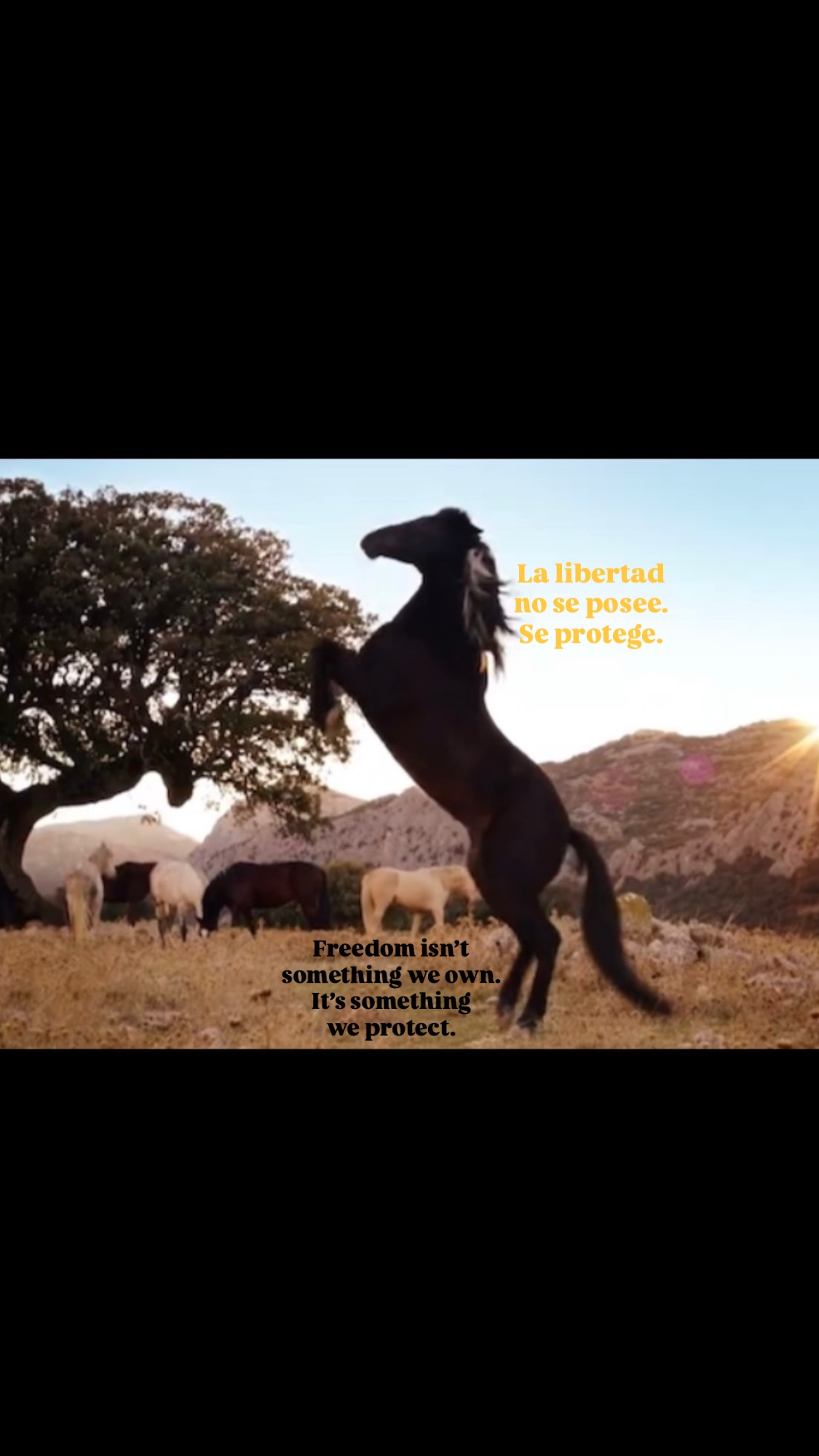 🌀Windstorm 3: Return to Ora, reminds us that freedom isn’t something we own. It’s something we protect.
This story isn’t only about horses—it’s about land, roots, and the responsibility we have toward what cannot defend itself.
Mika travels to Andalusia searching for answers, and instead finds something deeper: a place where horses still live wild, where nature still speaks, and where freedom still has space to exist.
Not everything beautiful should be controlled.
Not everything powerful should be possessed.
Some places are sacred.
Some lives deserve to remain wild.
Loving horses also means protecting the world they belong to.
Because true connection isn’t about ownership.
It’s about respect.
✨Have you ever felt that some places should simply be left untouched?
🎬YouTube (free/gratis), Tubi, Apple TV, Amazon Prime.
#windstorm #horsewisdom #horsebud #protectthewild #horselove