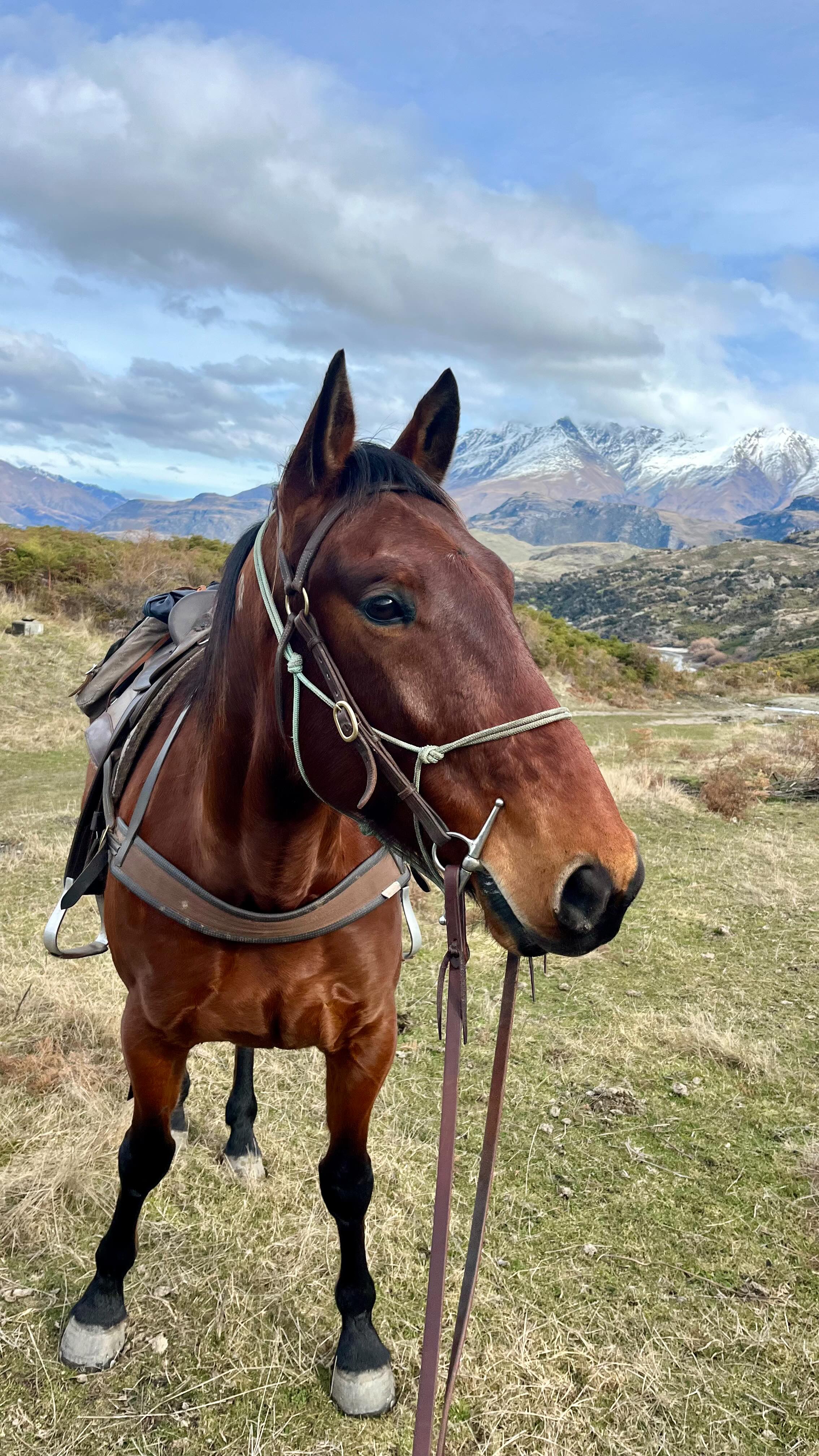 Introducing Archie part 1! I have so much more to share about this sweet boy 💙
Give him some love!
.
.
.
.
.
#standardbred #exracehorse #funnyhorse #archie #horsesofinstagram