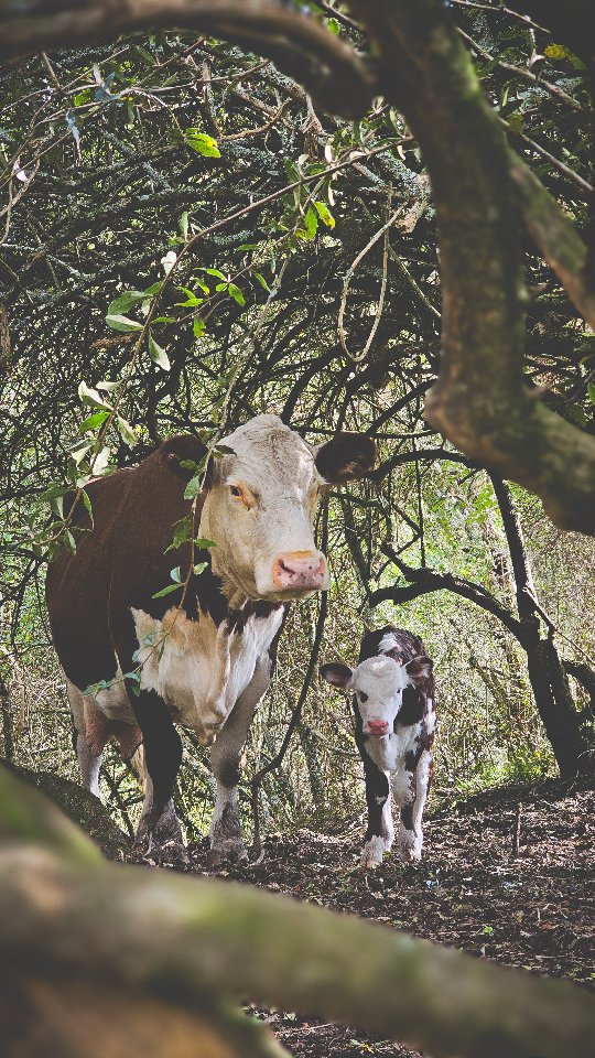 Hey little sookie 👋
Fresh wee heifer next to mums side.
Now if we could just keep the feral dogs away that'd be great😤
Thats not something that used to be a problem for us here-but something that has been an increasing issue
.
.
.
.
.
.
.
.
.
#farmingmum #ruralnz #nzfarming #sookie #calf
