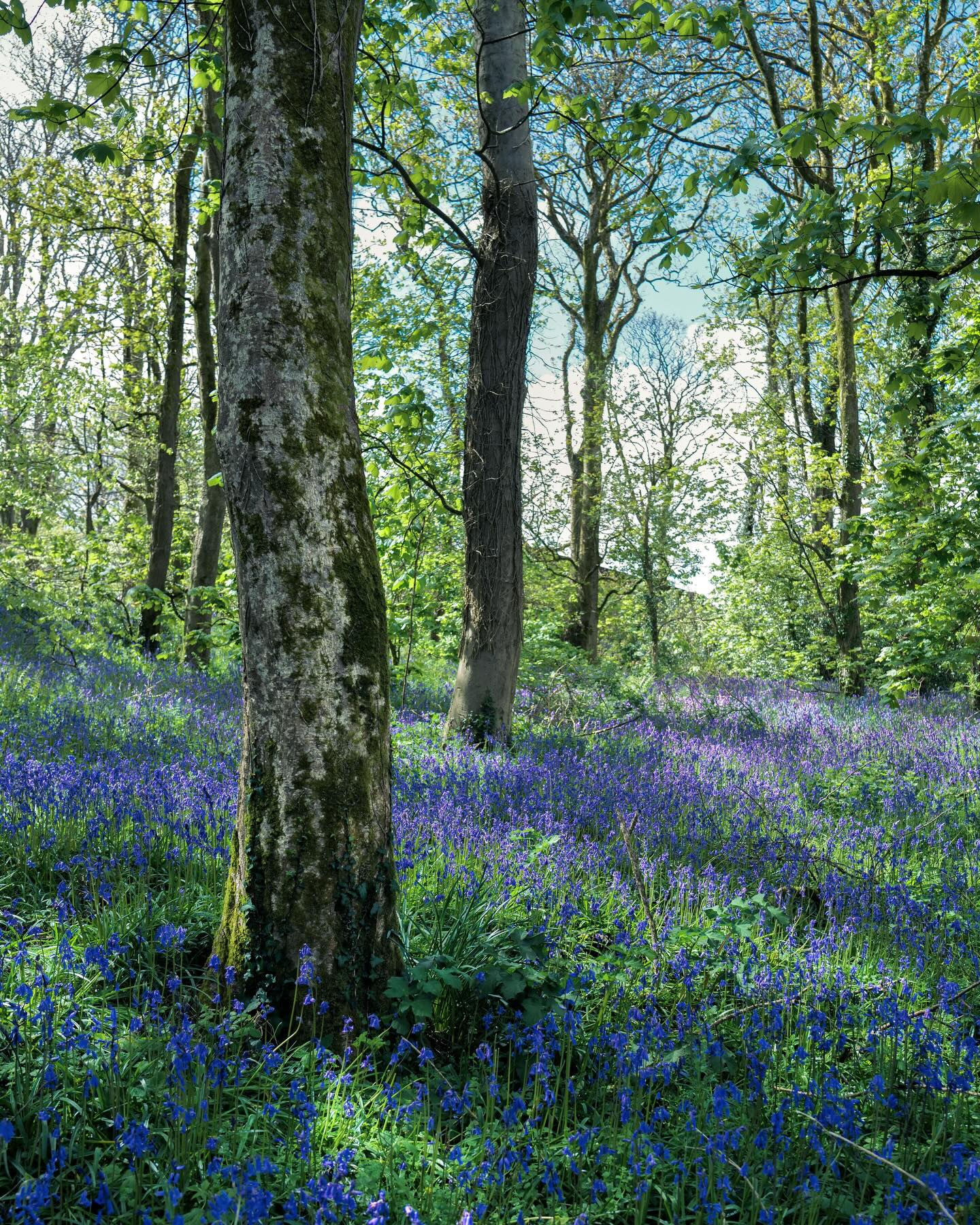 Who else loves bluebell season? Despite the devastation caused by Storm Goretti earlier this year, the bluebells at flourishing at Godolphin at the moment. #bluebells #bluebellwoods #bluebellseason #wildflowers