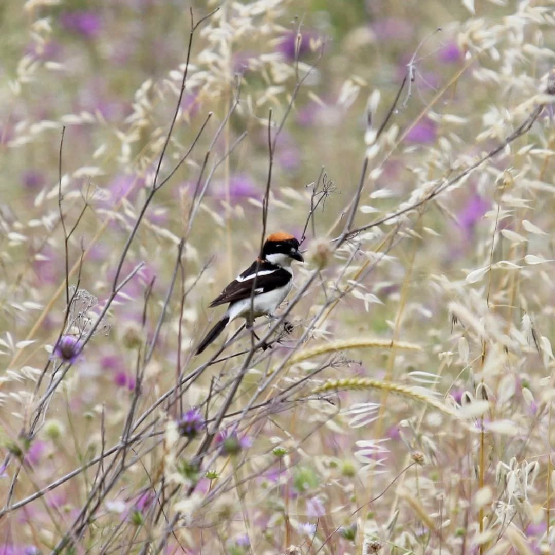 A woodchat shrike in the meadow next to our cottage.
#islandwildlife #kefaloniawildlife #greekwildlife #guidedwildlifewalks #birdlovers