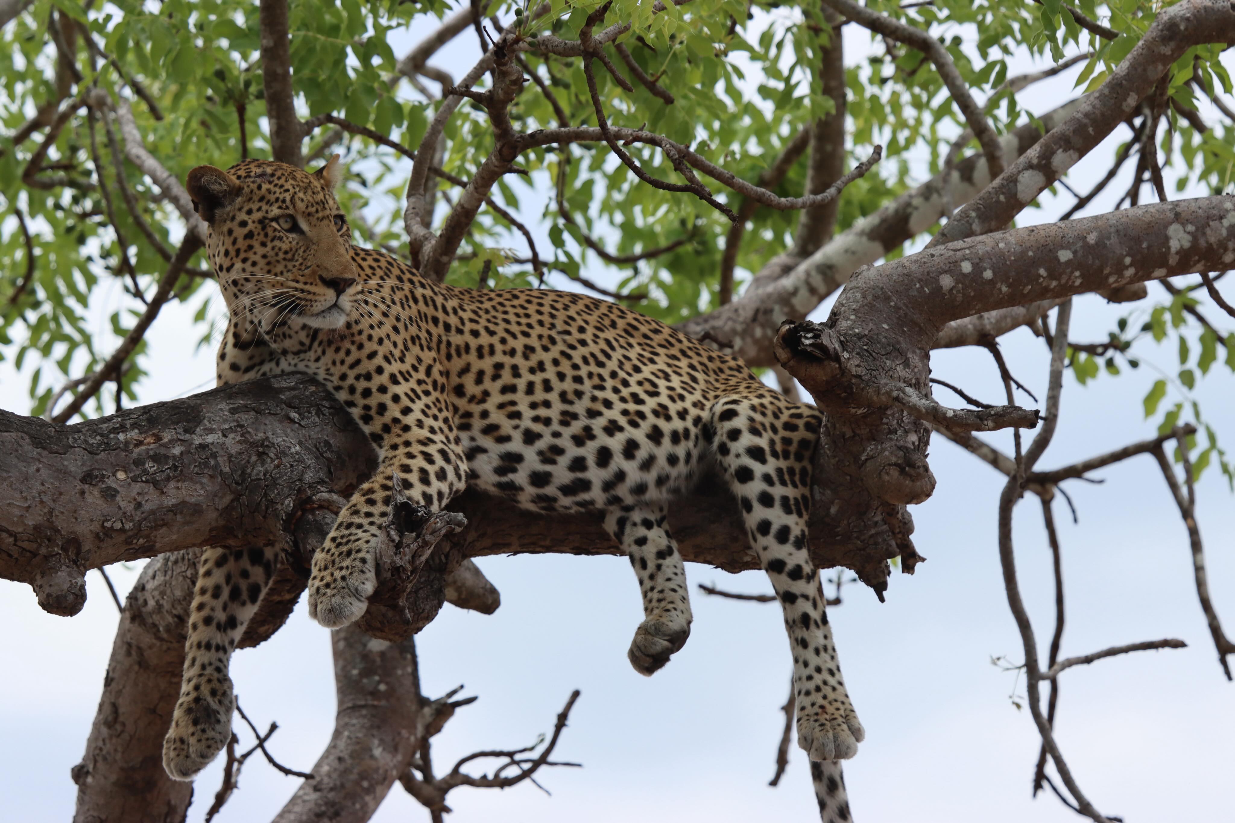 A majestic leopard lounges gracefully across the branches of a tree, perfectly blending strength with serenity. Its golden coat, marked with striking black rosettes, contrasts beautifully against the lush green canopy. Resting high above the ground, the leopard watches its surroundings with calm confidence — a true symbol of power, patience, and life in the wild.
#safari #leopard #wild #nature #feed