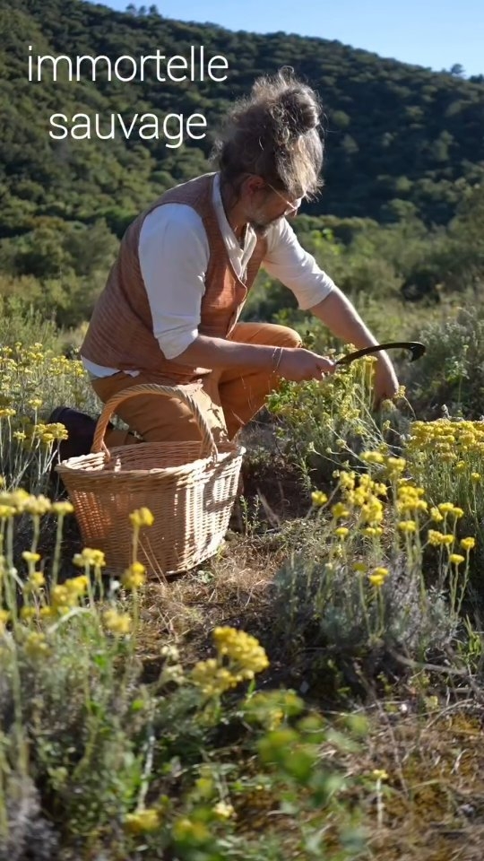 Harvesting everlasting flowers (helichrysum) in the magnificent gorges of the Hérault: it's work, but above all a true love for nature and the beauty of silence.
#naturalperfume #parfumnaturel #shariniparfumsnaturels #immortelle #helichrysum