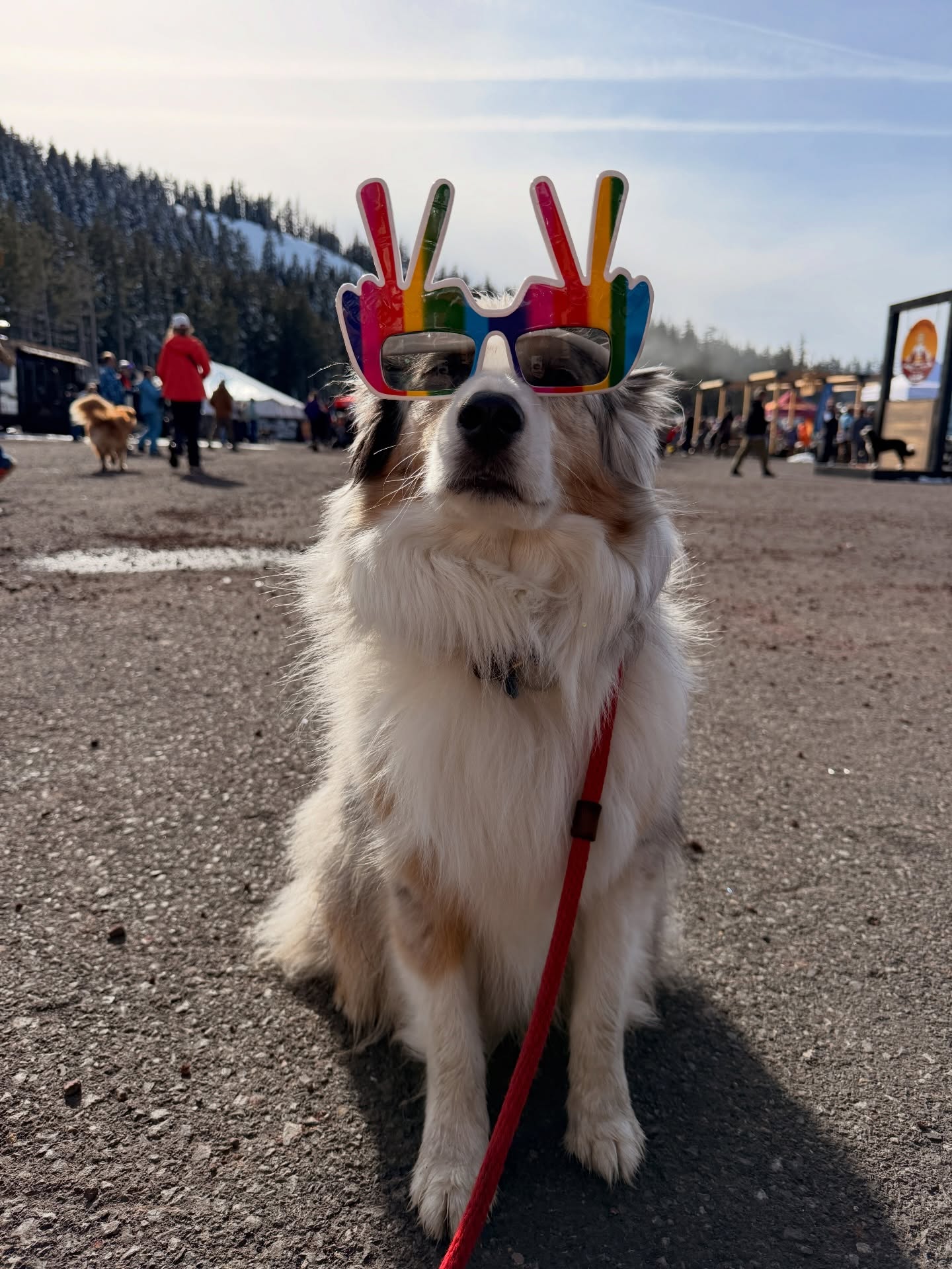 This is Sharkie. He LOVES the bus.