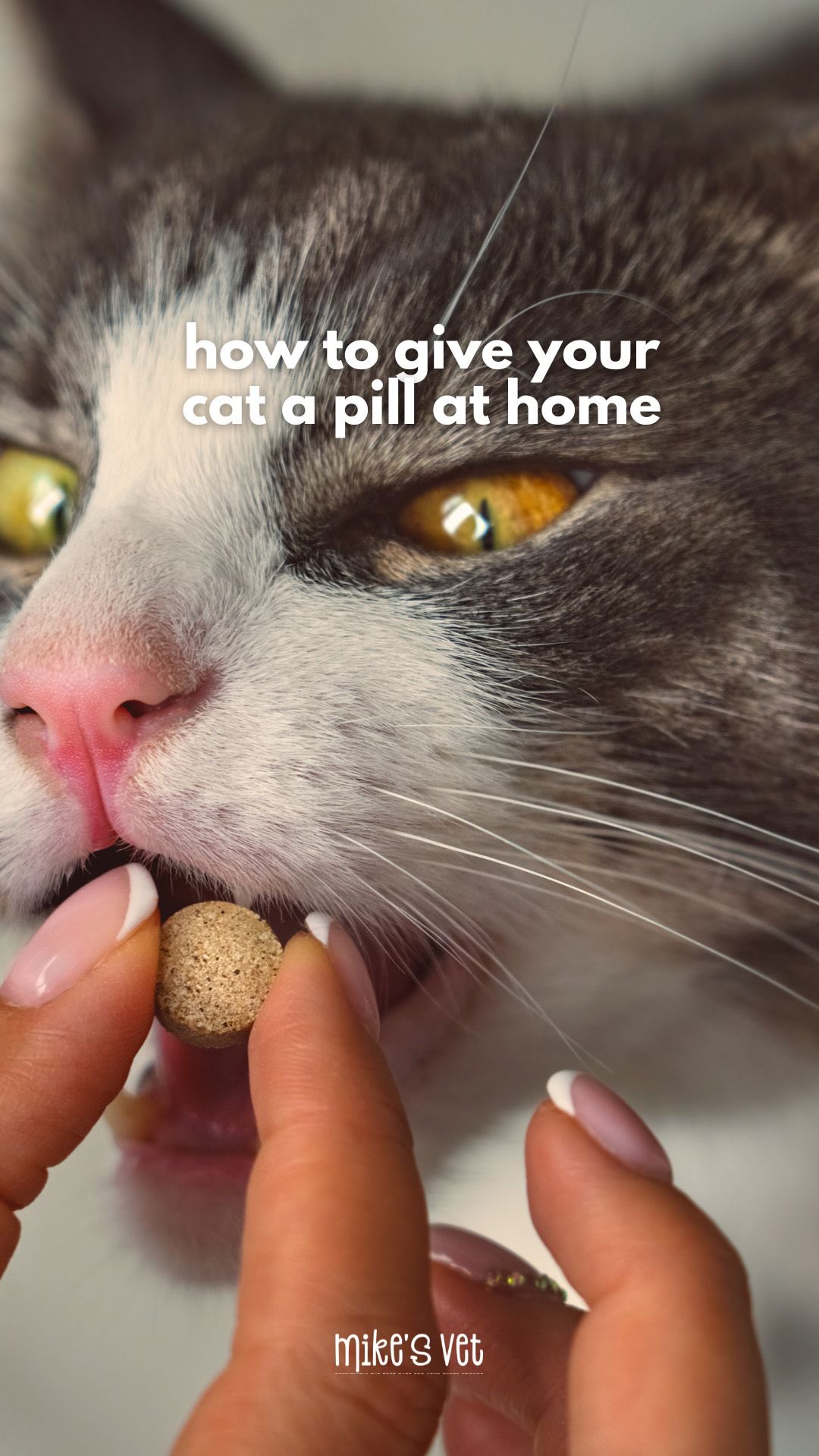 Abis demonstrates a safe, stress-free way to give medication to your cat at home! 💊
Save this for when you need it! 🐾
@mikesvetdxb
#vetlife #vetmed #vetmedicine #vetclinic #cathealth