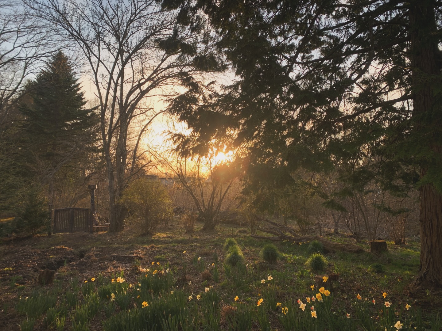 Crossing nearly half of the 47 prefectures,
A journey spanning approximately 3,300 kilometers.
The spring pilgrimage of song has come to a close.
Guided only by the soul’s direction
And the compass of the present moment,
Songs were offered at every turn.
An immeasurable grace has returned,
Far exceeding the small vessel, overflowing within.
This abundance will be nurtured with care
Throughout the coming month, so it may not fade.
May it be received by all
At the concert of fresh, new greenery.
Across seas, mountains, villages, and cities,
Countless sunrises and sunsets were encountered.
Yet, this sunset remains Home.
Back at last, the little forest stable.
-
47都道府県のうちの半分近く
その距離約3300km
春の歌の旅から戻りました
心が赴く方角と
今という瞬間だけを羅針盤に
歌を捧げた巡礼は
計り知れないものが還ってきて
私という小さな器をゆうに越して
溢れてしまいました
この溢れてしまったものが
消えてゆかないように
これから一ヶ月大切にあたためます
どうぞ新緑のコンサートで
受け取ってください
海に山に里に都市 さまざまな場所で
美しい朝日と夕陽にたくさん出逢いました
それでもやっぱりこの夕陽にHomeを感じます
ただいま 小さな森の音楽堂
-
#SpringPilgrimage
#春の歌の旅
#歌の巡礼
#歌い手立原綾乃
#LittleForestStable